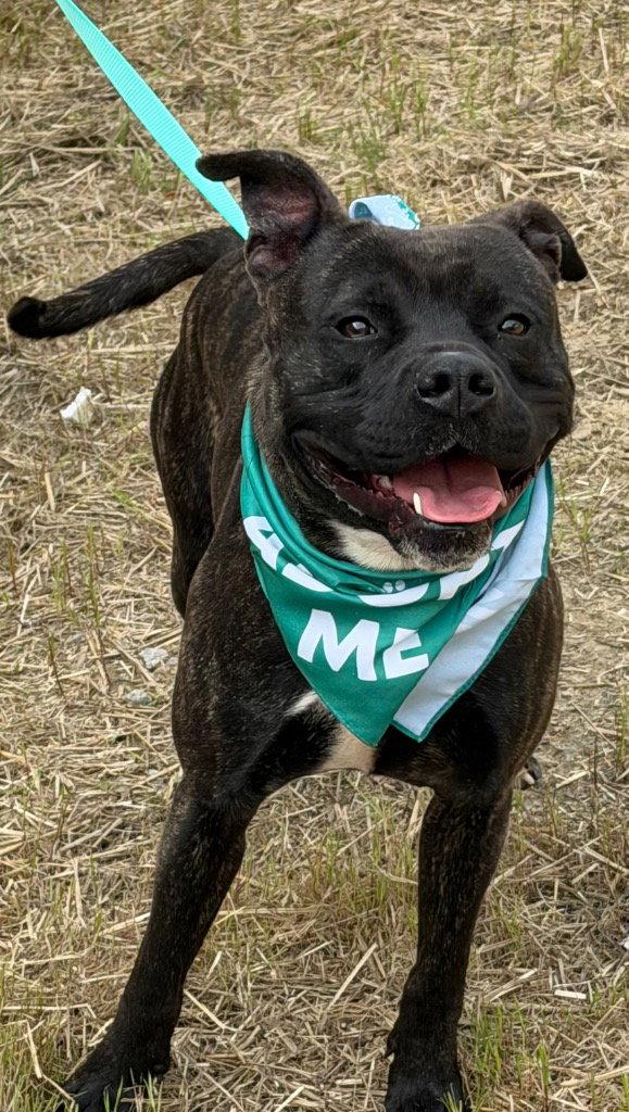 Enlarge 26-075 Klondike, a Adoptable Pit Bull Terrier in Tarboro, NC image 2/2