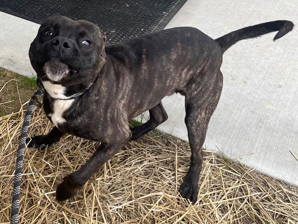Enlarge 26-075 Klondike, a Adoptable Pit Bull Terrier in Tarboro, NC image 2/3