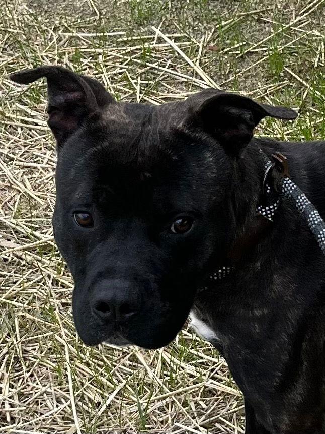 Enlarge 26-075 Klondike, a Adoptable Pit Bull Terrier in Tarboro, NC image 3/3