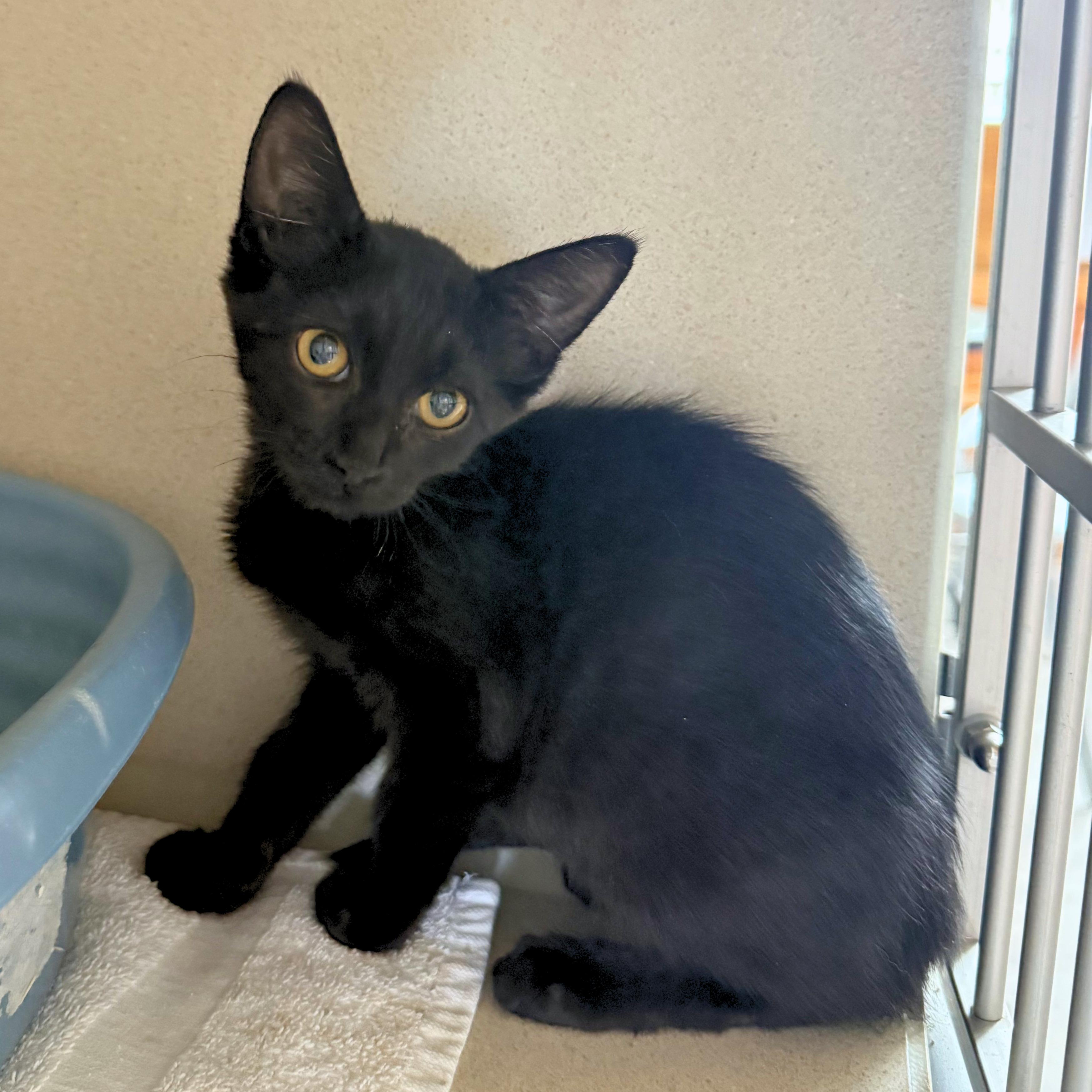 Calypso, an adoptable mixed breed in Ridgway, CO image 1/2