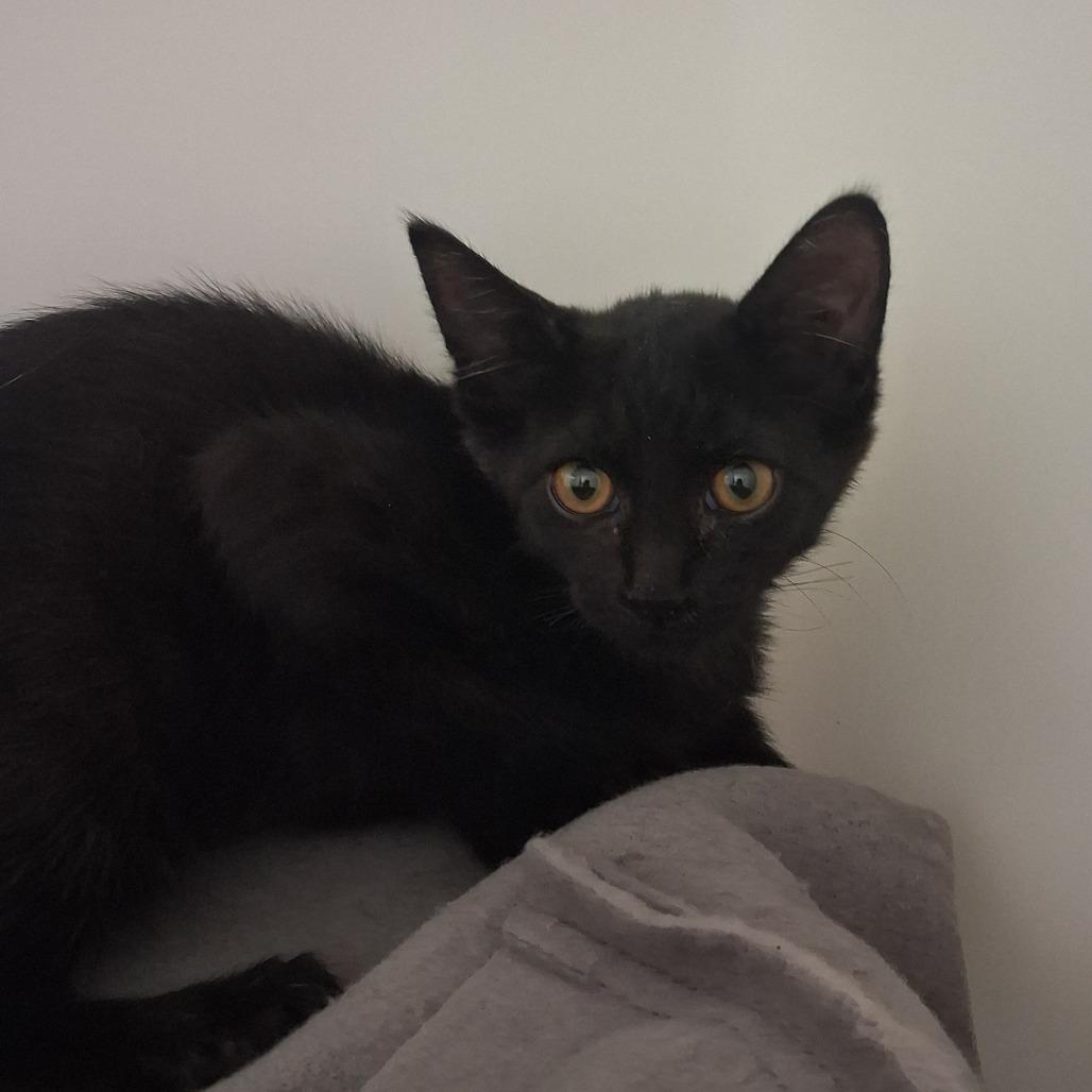 Calypso, an adoptable mixed breed in Ridgway, CO image 2/2