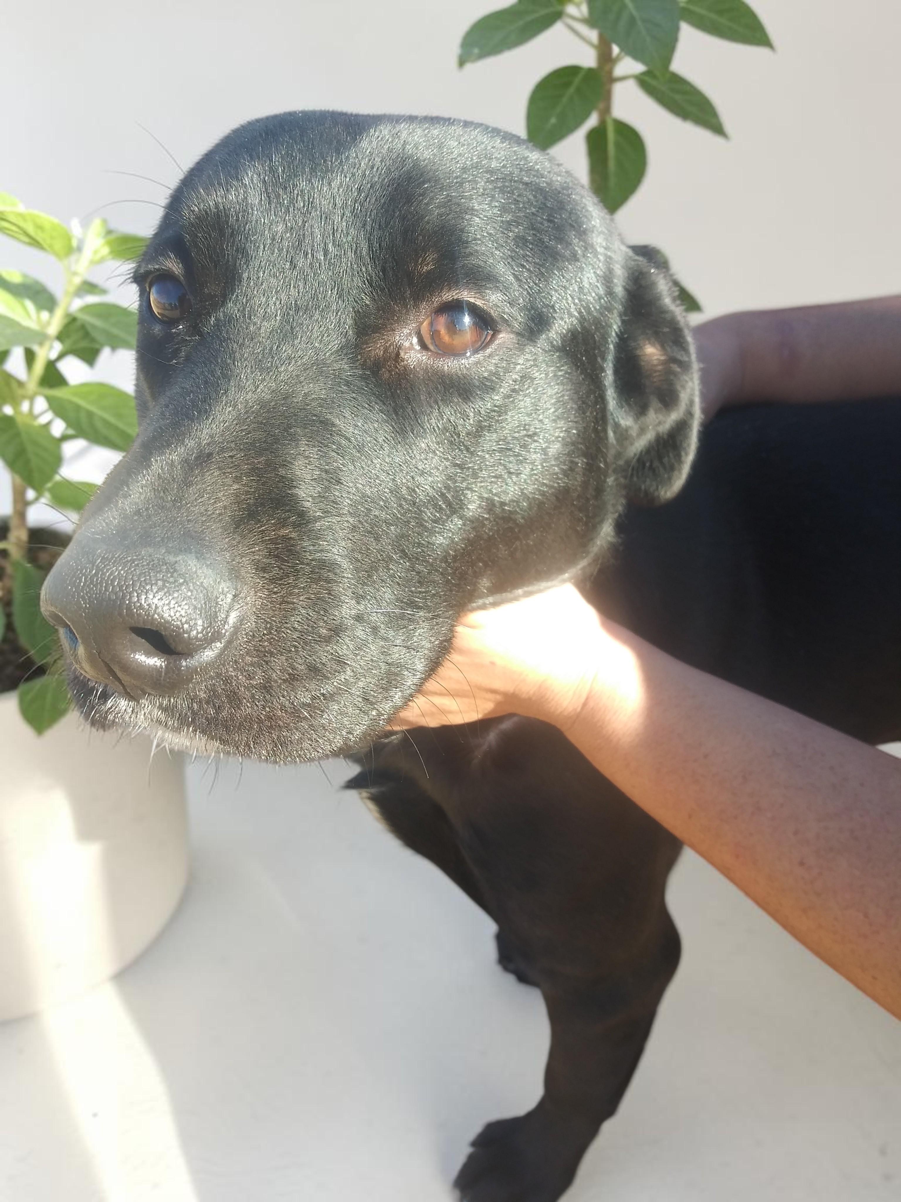Rootie , a ADOPTABLE Black Labrador Retriever in Rapid City, SD image 4/6