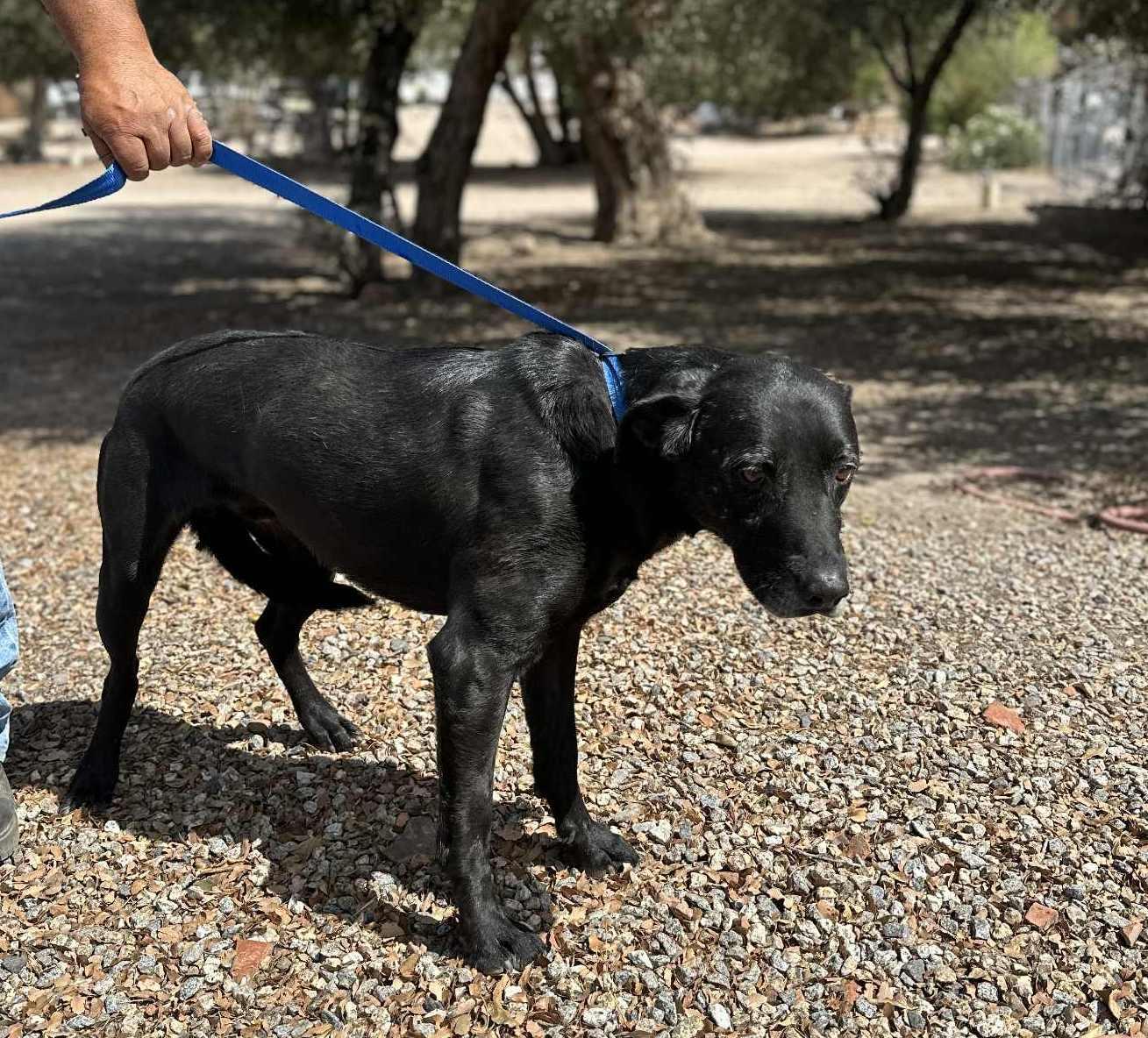 Rootie , a ADOPTABLE Black Labrador Retriever in Rapid City, SD image 6/6