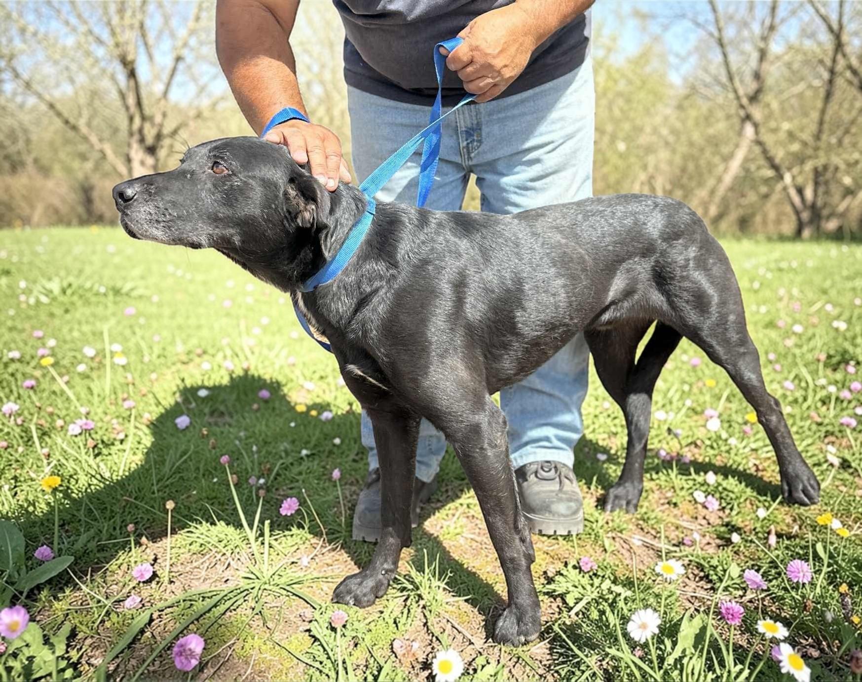 Rootie , a ADOPTABLE Black Labrador Retriever in Rapid City, SD image 5/6
