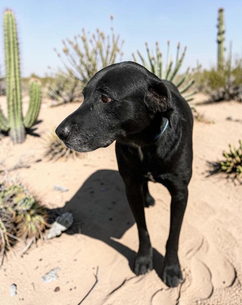 Rootie , a ADOPTABLE Black Labrador Retriever in Rapid City, SD image 1/6