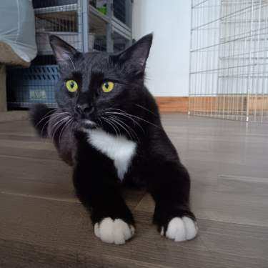 Ozzy, Adopted, Adult Male Tuxedo.