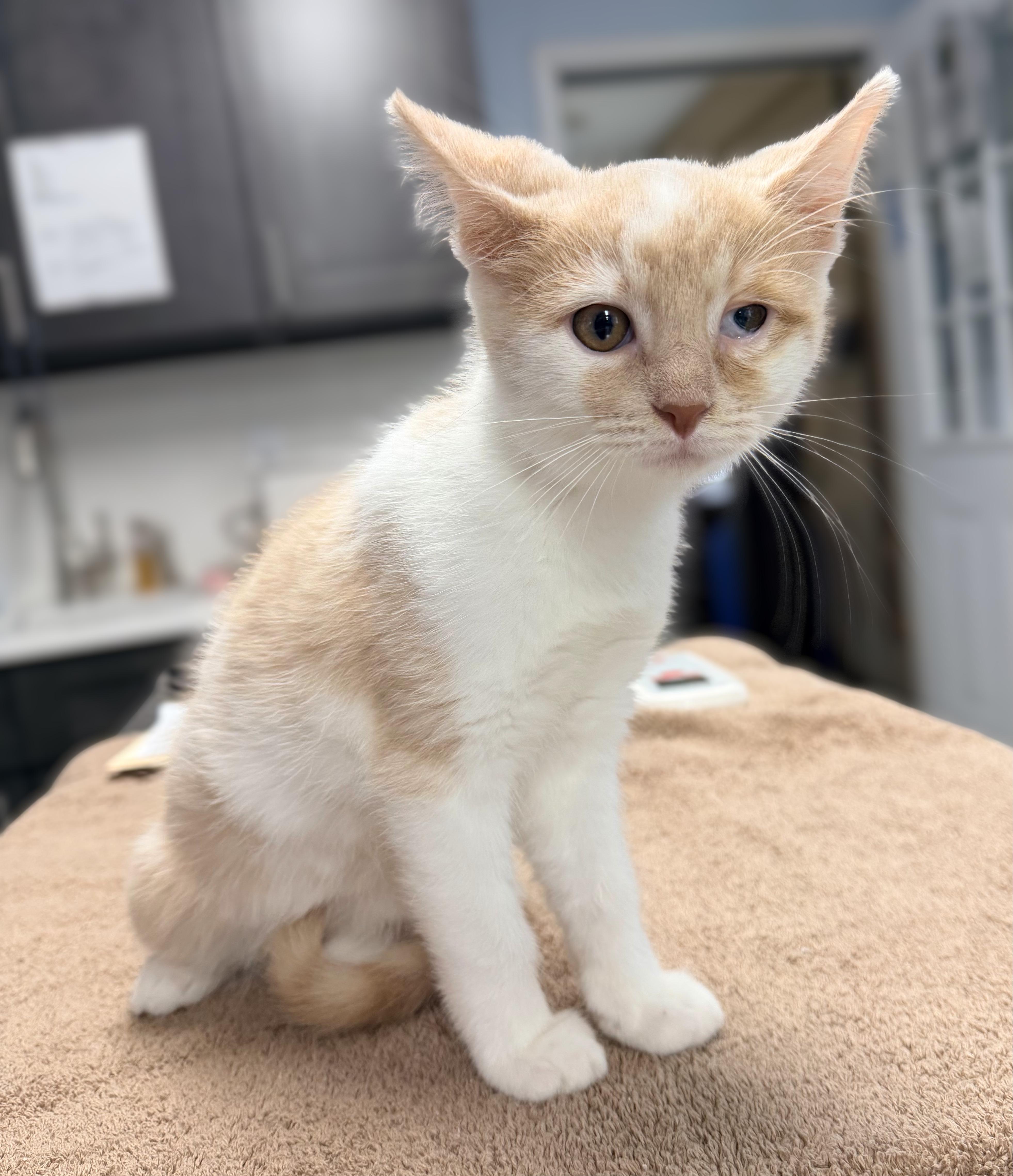 Arial, adoptable, Kitten Female Domestic Short Hair.