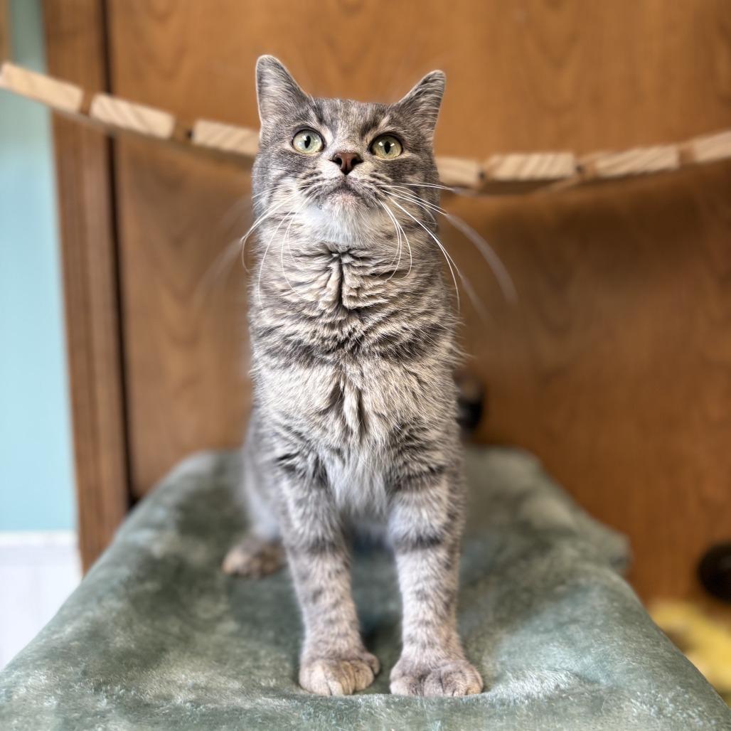 Enlarge Misha--In Foster***ADOPTION PENDING***, a Adoptable mixed breed in Fargo, ND image 1/2