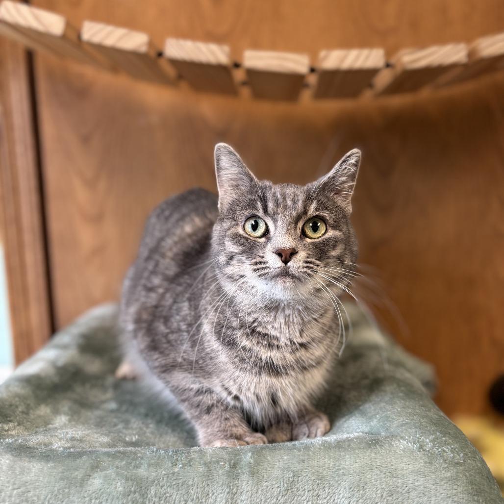 Enlarge Misha--In Foster***ADOPTION PENDING***, a Adoptable mixed breed in Fargo, ND image 2/2