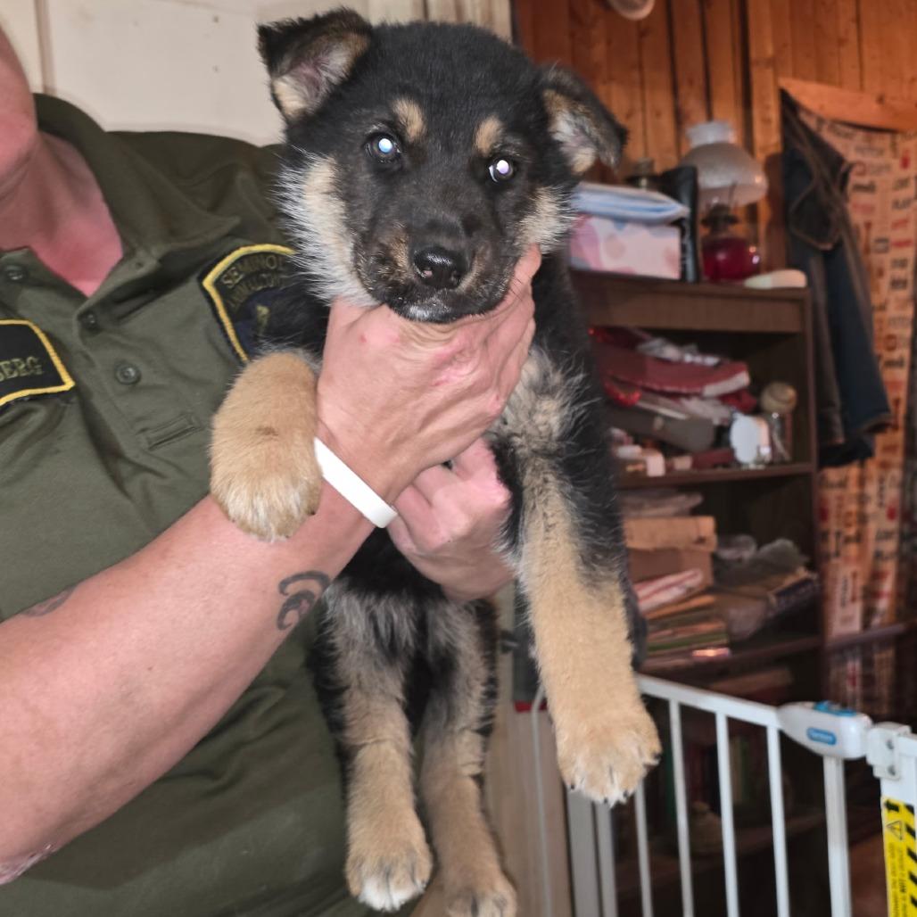 Enlarge Gypsy, a Adoptable German Shepherd Dog in Tulsa, OK image 1/4