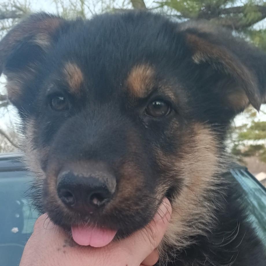 Enlarge Gypsy, a Adoptable German Shepherd Dog in Tulsa, OK image 2/4