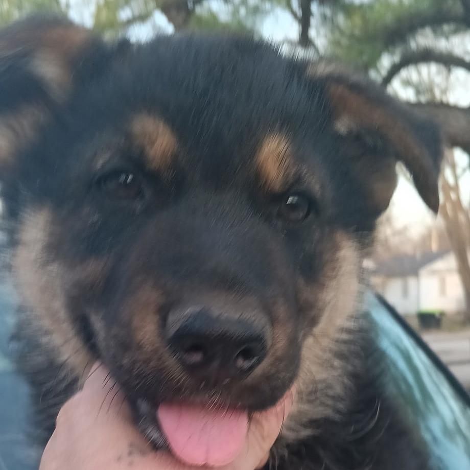 Enlarge Gypsy, a Adoptable German Shepherd Dog in Tulsa, OK image 4/4