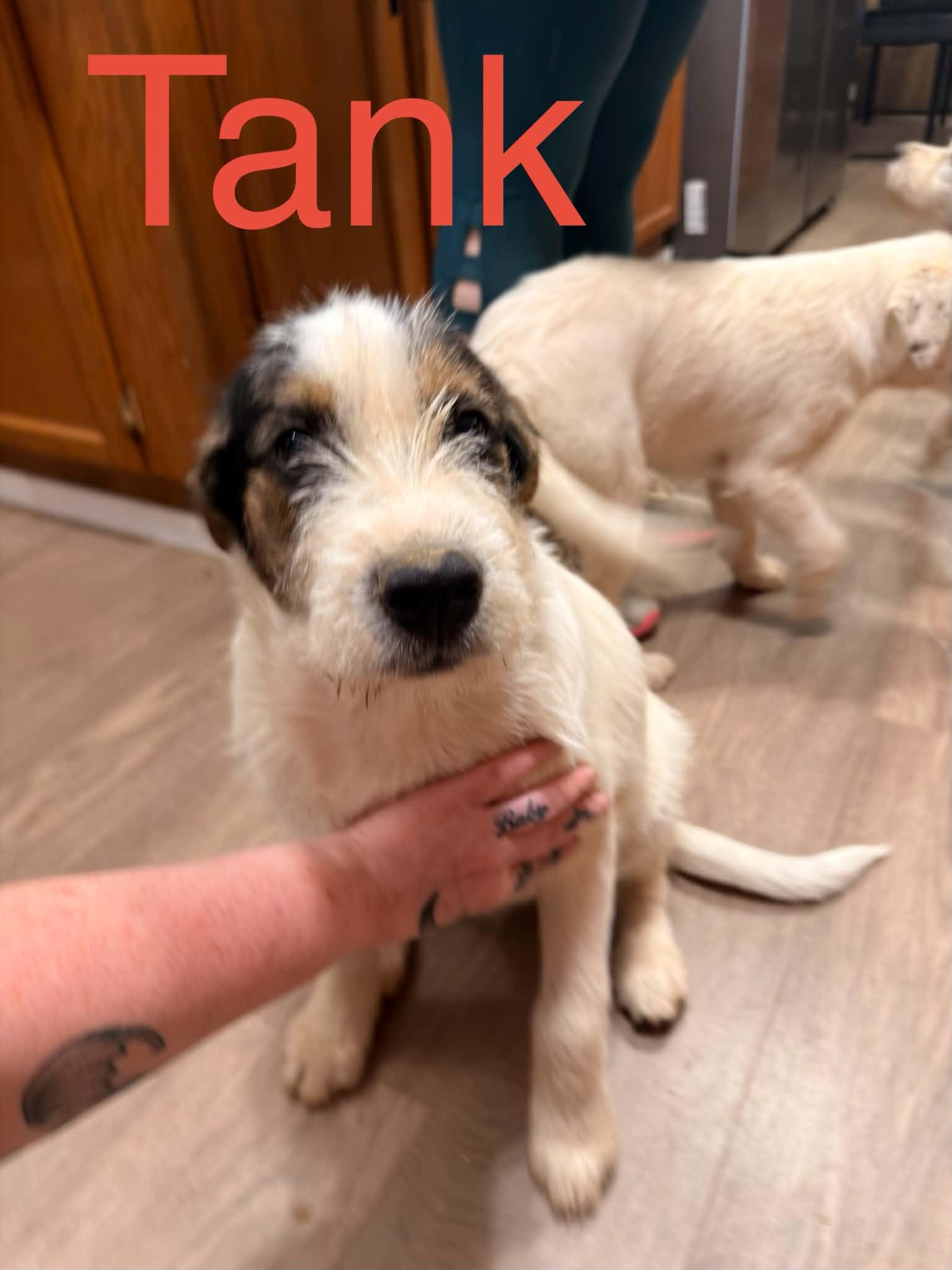 Enlarge Tank, a ADOPTABLE mixed breed in quinton, AL image 2/2