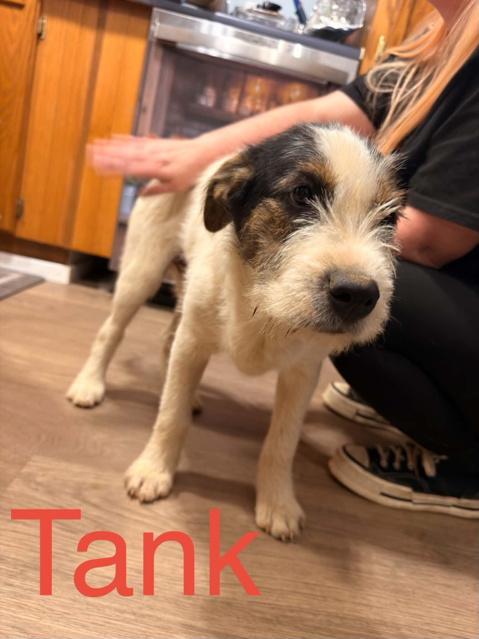 Enlarge Tank, a ADOPTABLE mixed breed in quinton, AL image 1/2