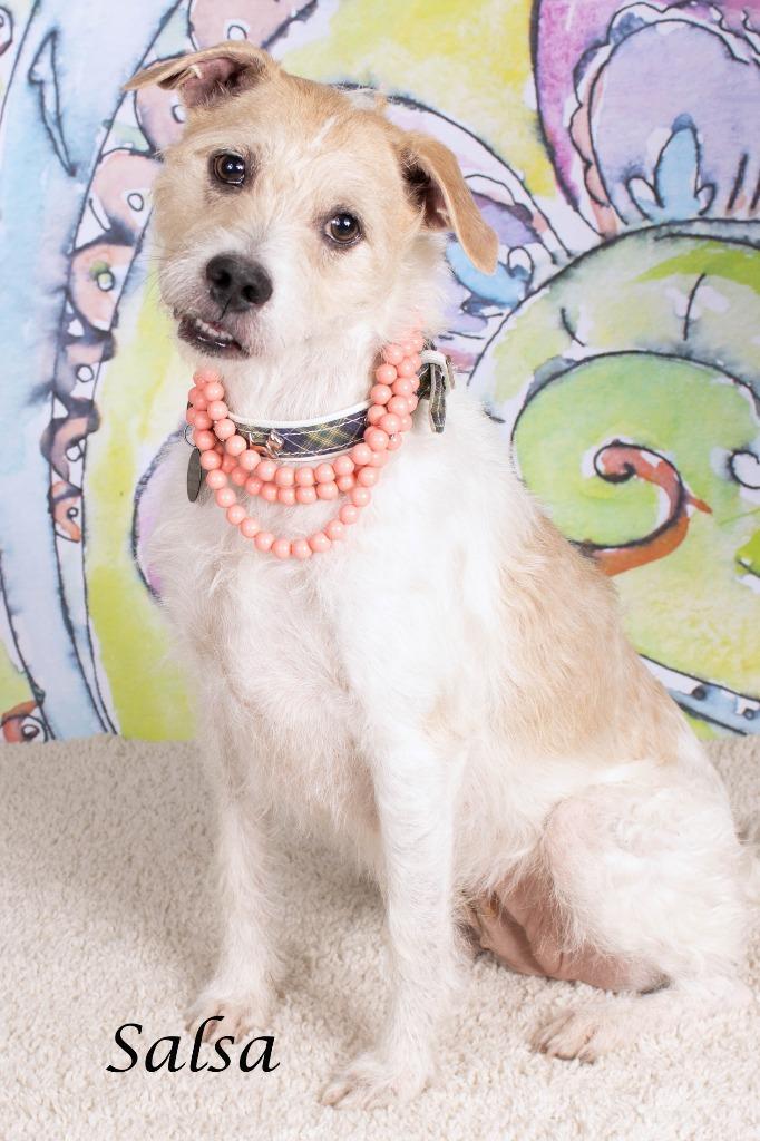 Salsa (Portia), Adoptable, Adult Female Rat Terrier & Terrier.