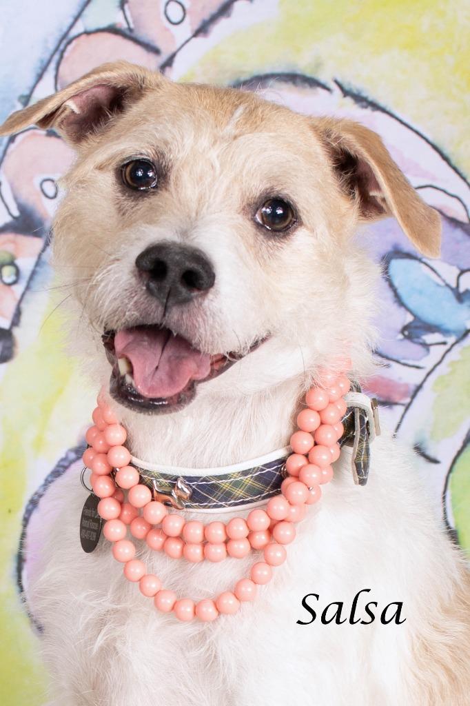 Salsa (Portia), a Adoptable mixed breed in Gilbert, AZ image 2/2