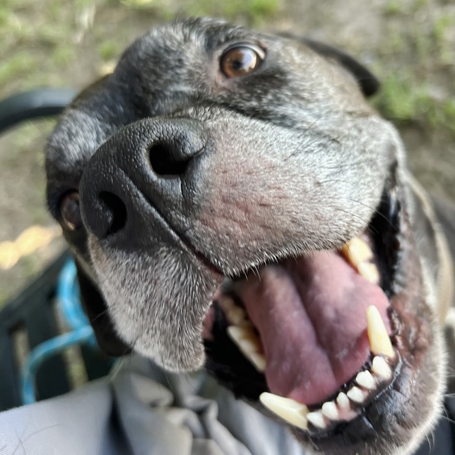 Enlarge Carl, a Adoptable Boxer in Oklahoma City, OK image 4/5