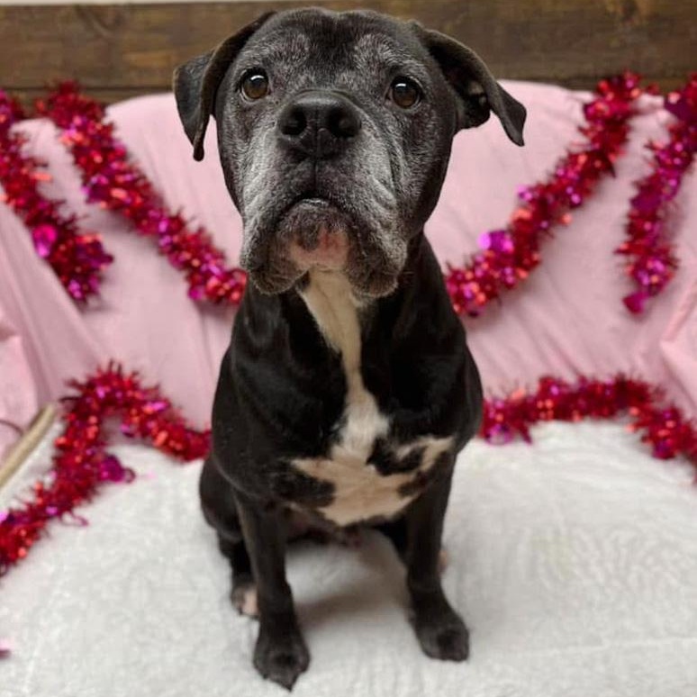 Enlarge Carl, a Adoptable Boxer in Oklahoma City, OK image 2/5