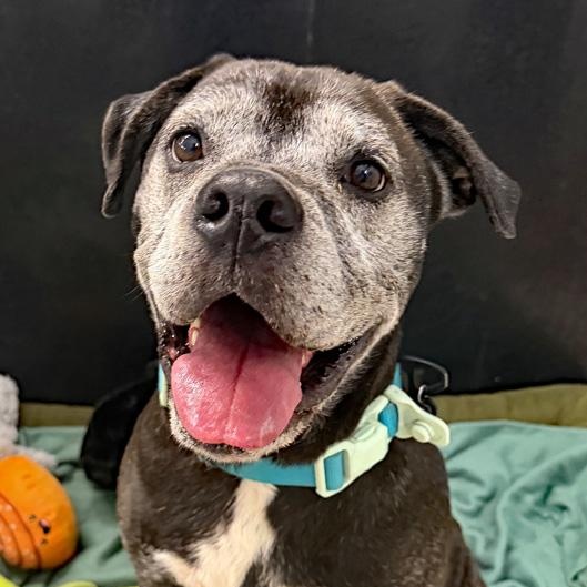 Carl, Adoptable, Senior Male Boxer.