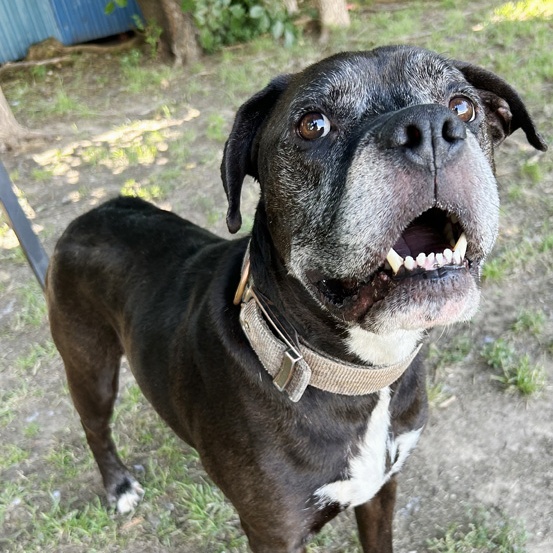 Enlarge Carl, a Adoptable Boxer in Oklahoma City, OK image 5/5