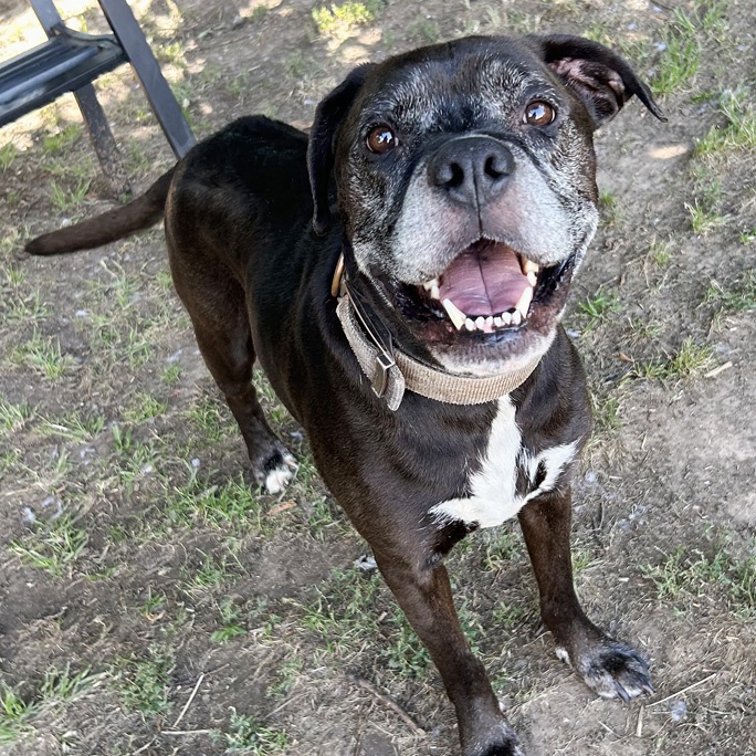 Enlarge Carl, a Adoptable Boxer in Oklahoma City, OK image 1/5