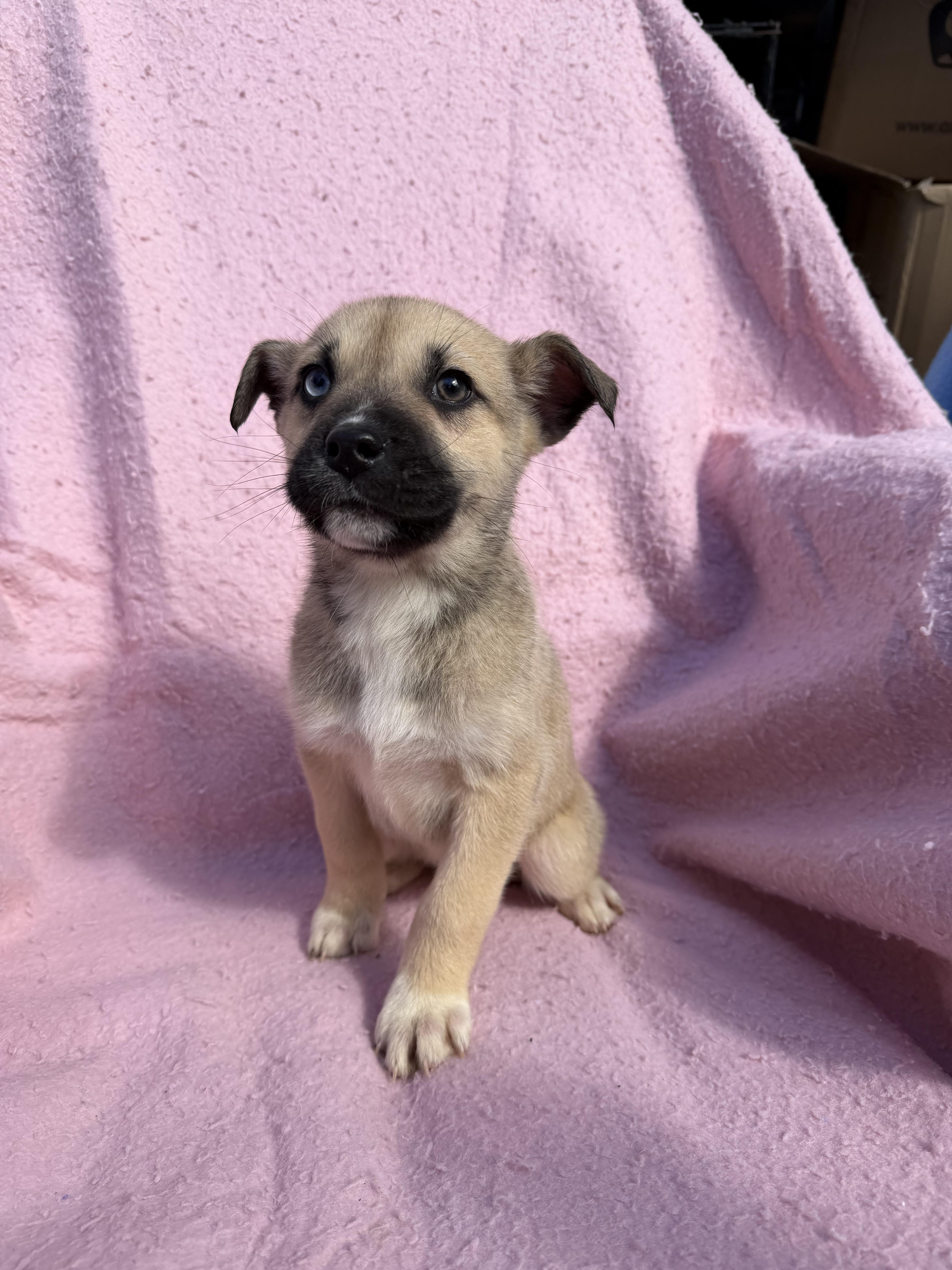 Bindi, adopted, Puppy Female Husky & Pit Bull Terrier.