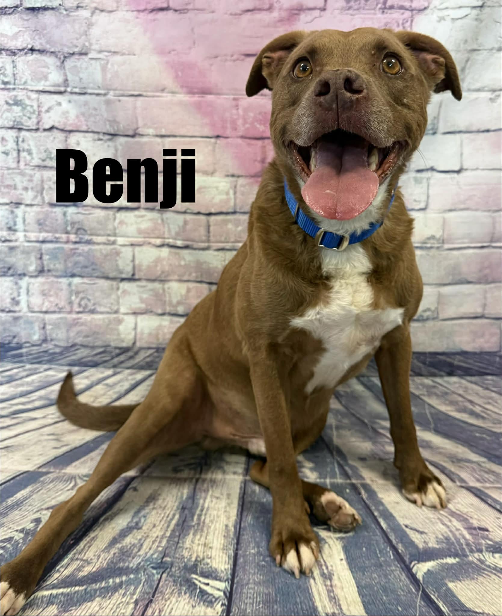 Enlarge Benji, a ADOPTABLE mixed breed in Quincy, MI image 2/3
