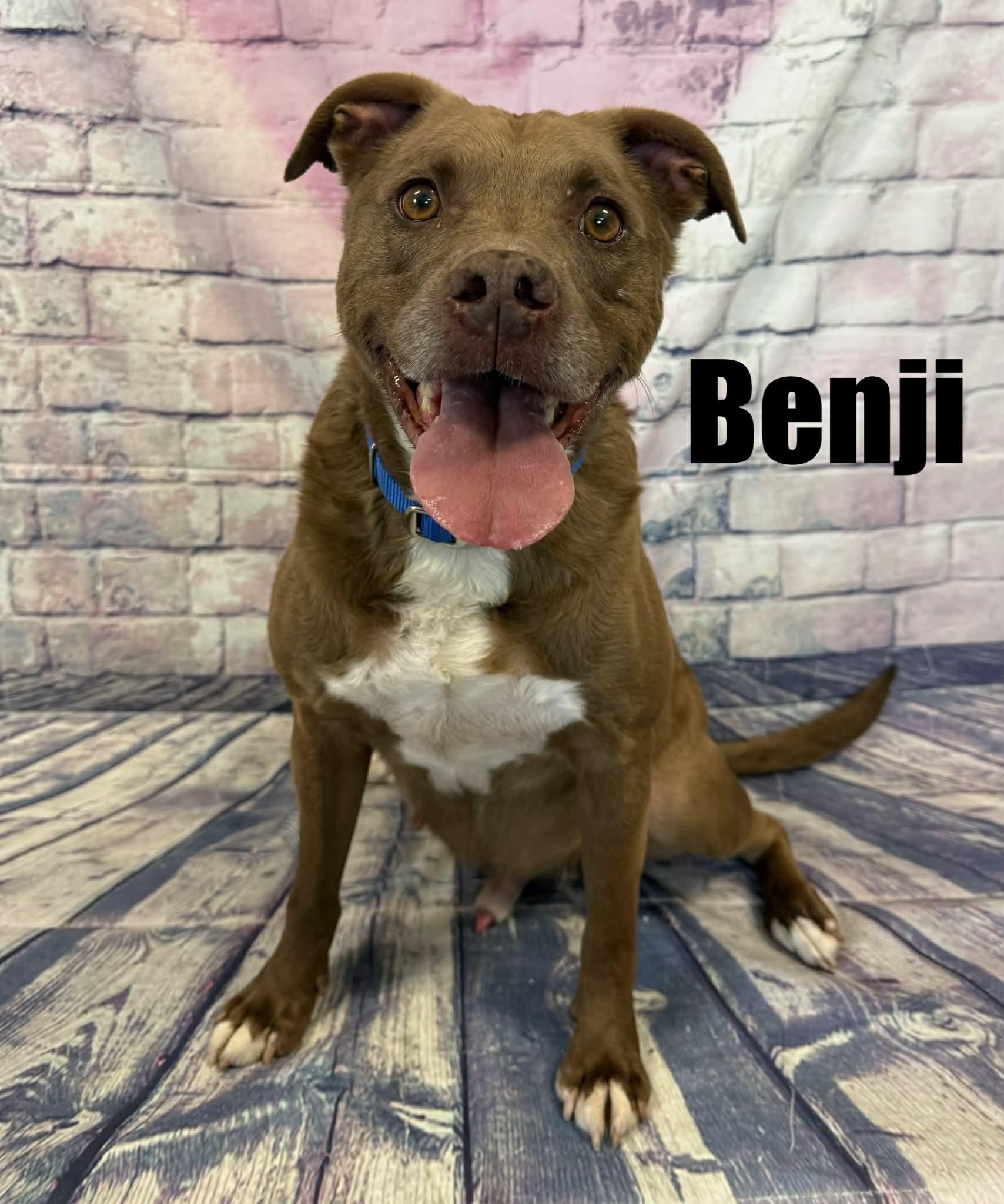Enlarge Benji, a ADOPTABLE mixed breed in Quincy, MI image 1/3