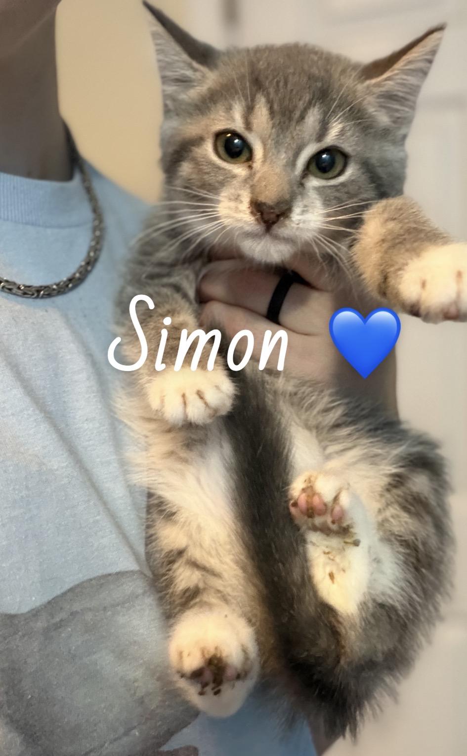 Enlarge Simon, an adopted American Shorthair in Felton, PA image 1/1