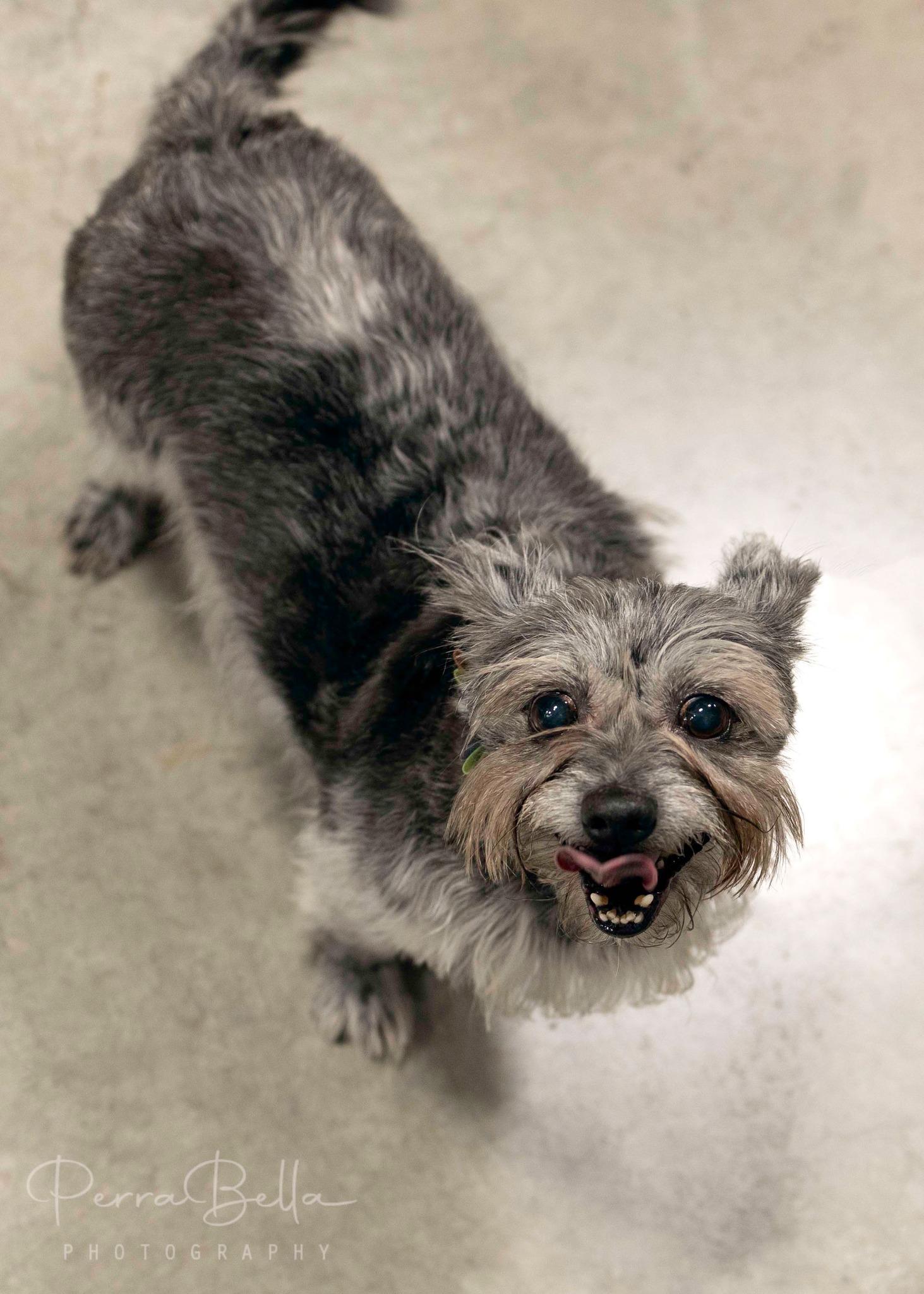 Enlarge Jay, a Adoptable mixed breed in West Richland, WA image 6/6