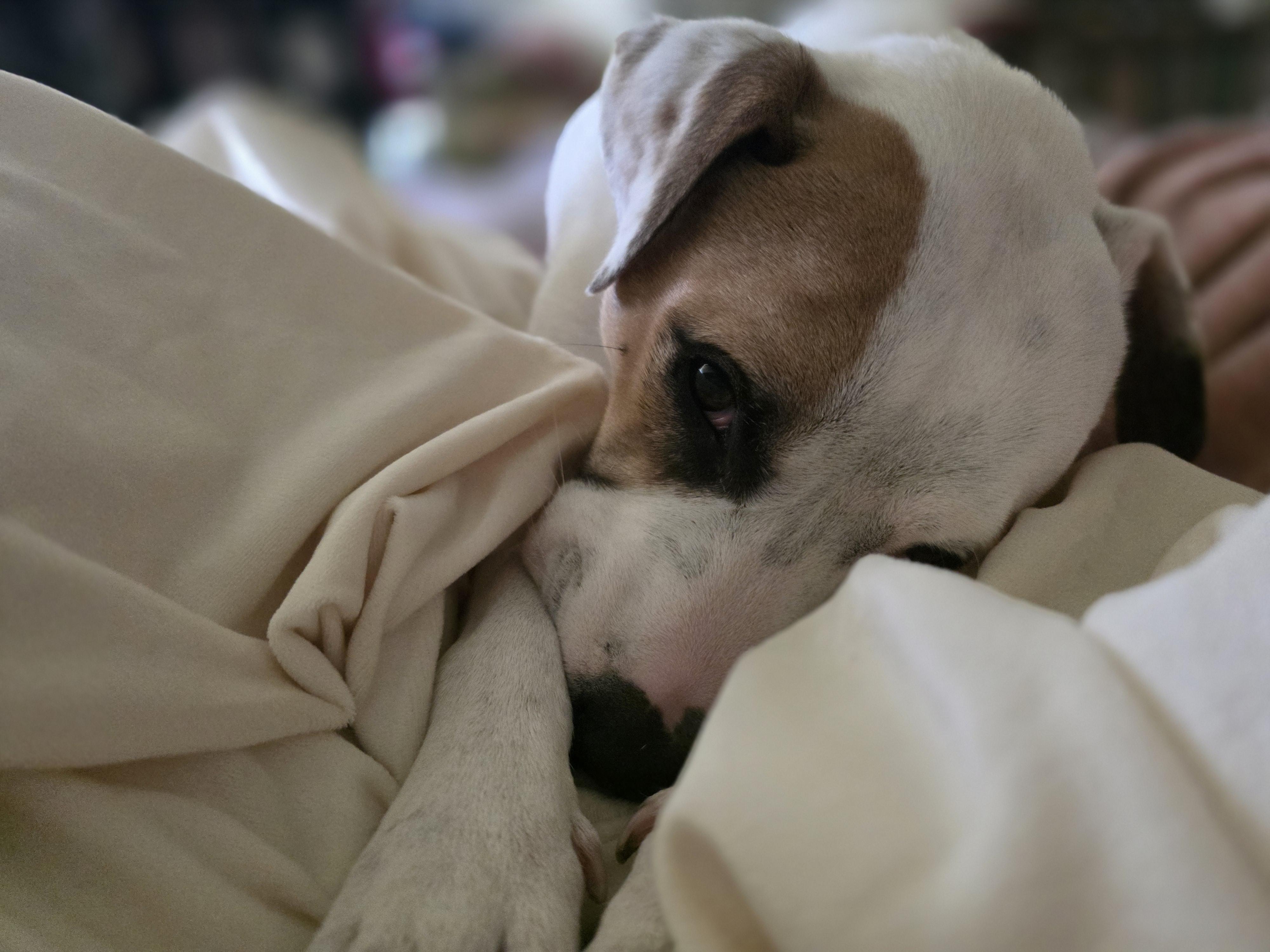 Enlarge Baby, a Adoptable mixed breed in Converse, TX image 4/6