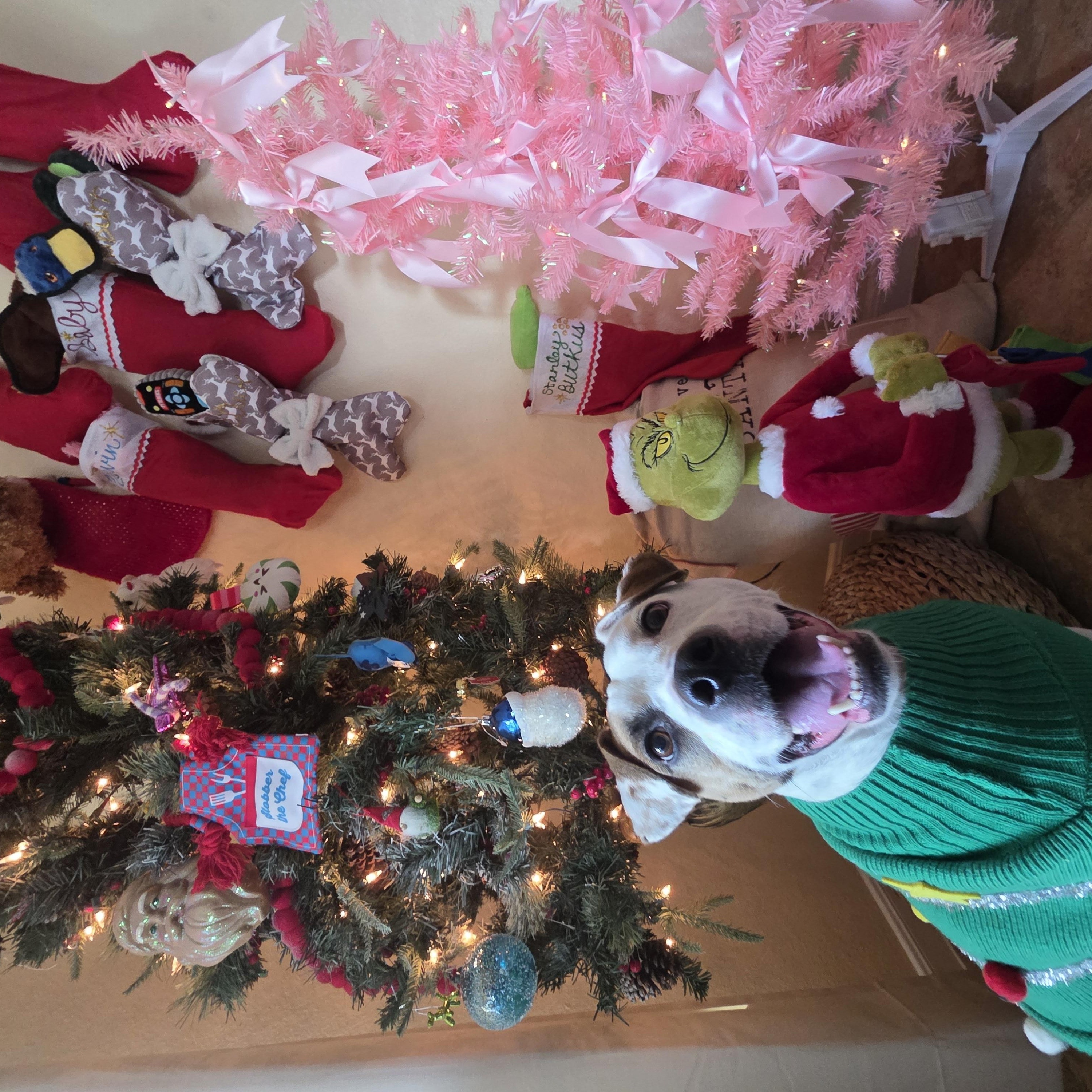 Enlarge Baby, a Adoptable mixed breed in Converse, TX image 3/6