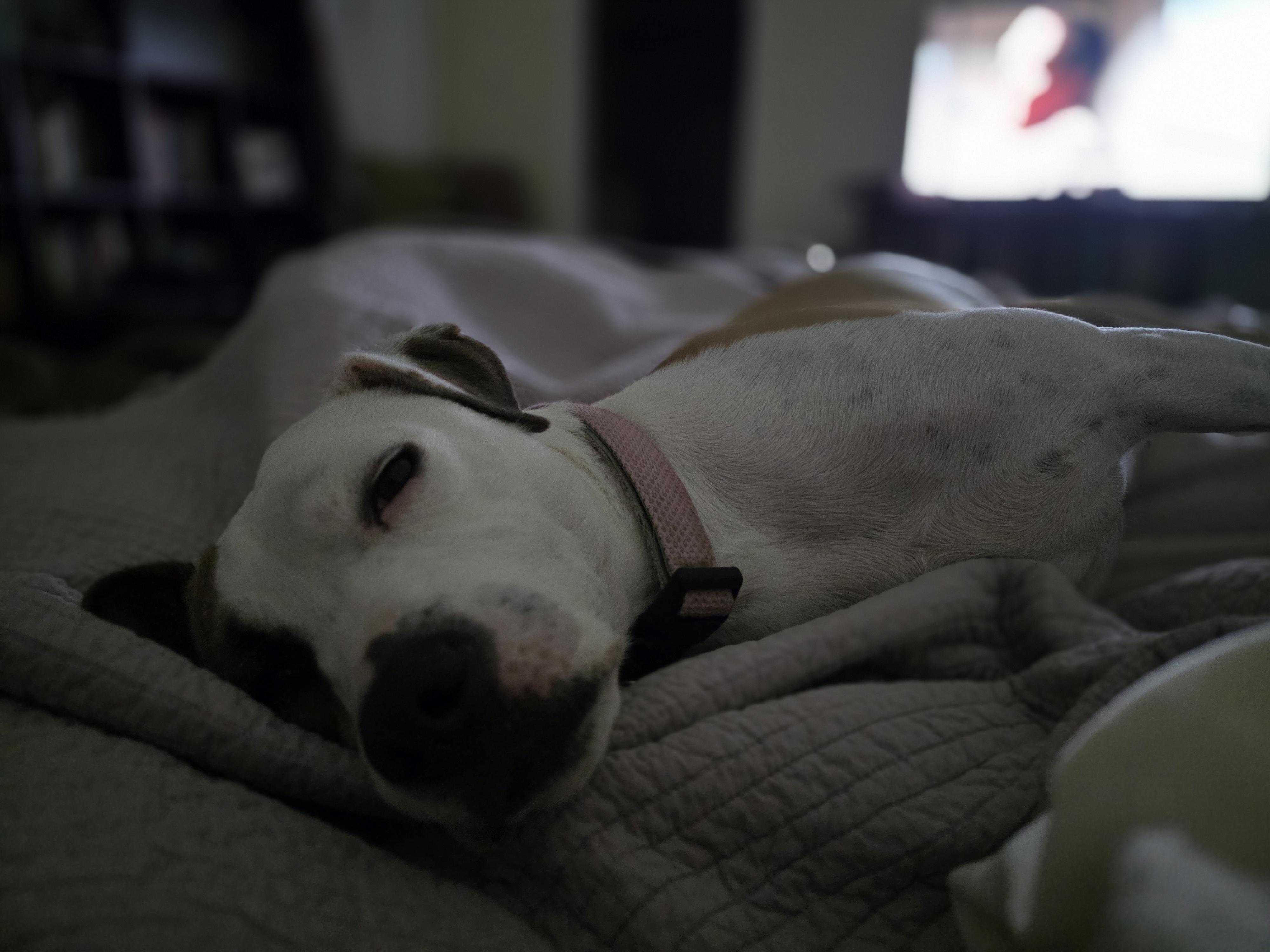 Enlarge Baby, a Adoptable mixed breed in Converse, TX image 2/6