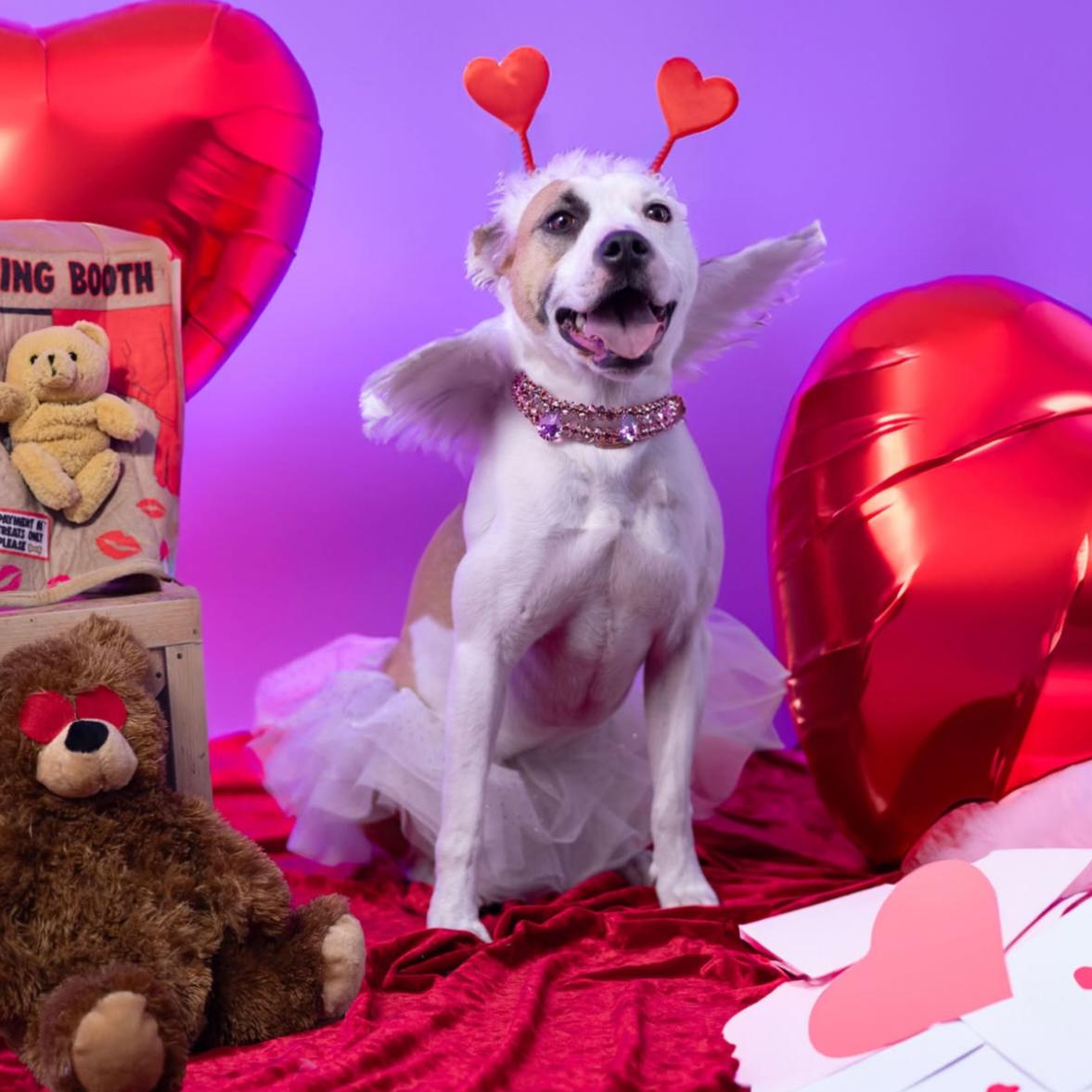 Baby, Adoptable, Adult Female Jack Russell Terrier & American Staffordshire Terrier.