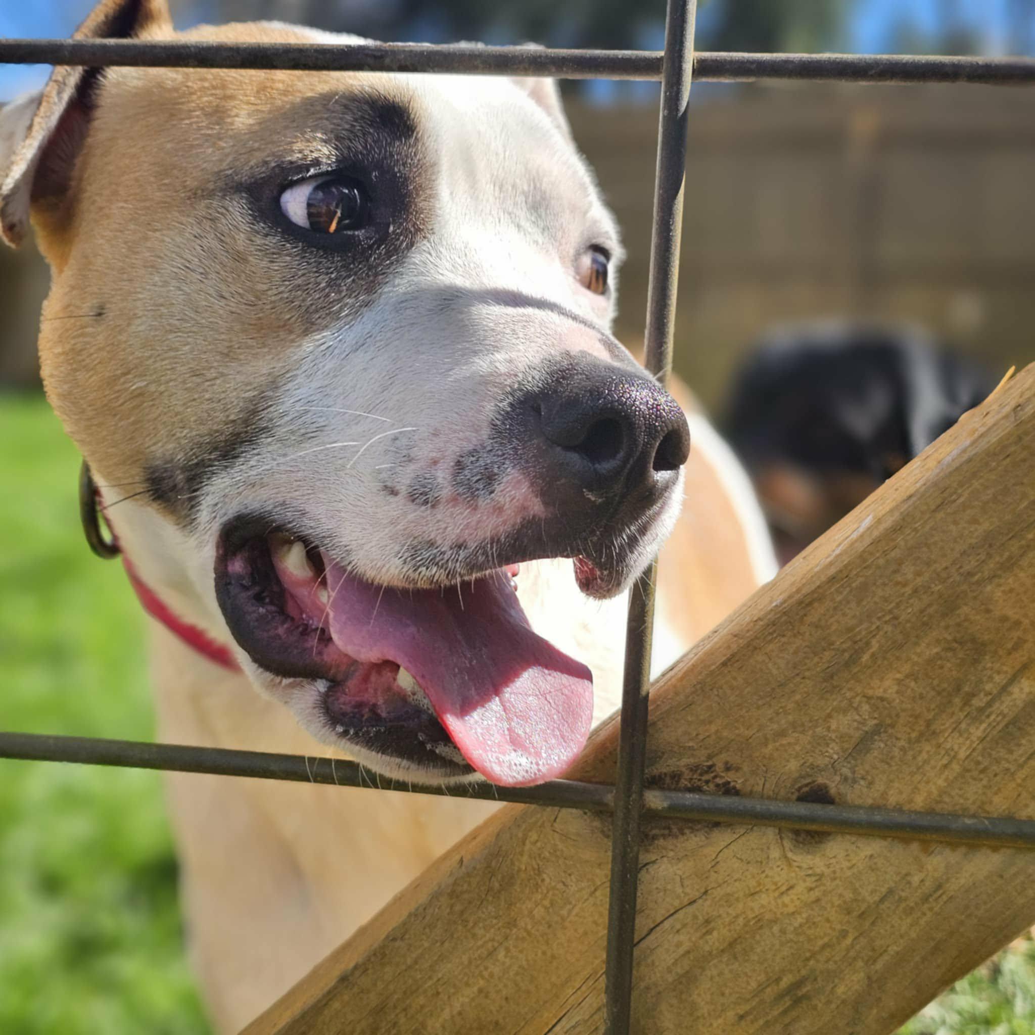 Enlarge Baby, a Adoptable mixed breed in Converse, TX image 6/6