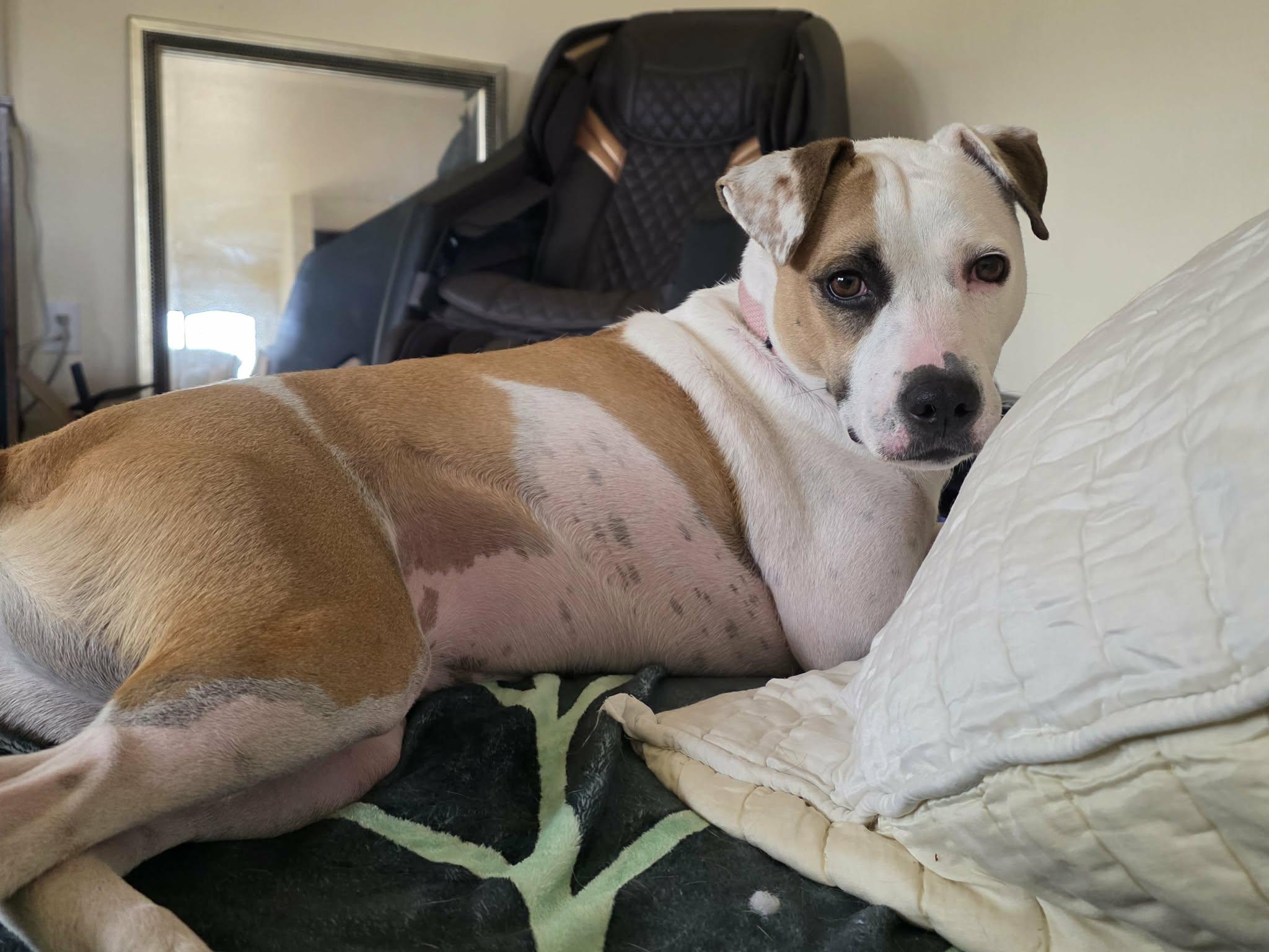 Enlarge Baby, a Adoptable mixed breed in Converse, TX image 5/6