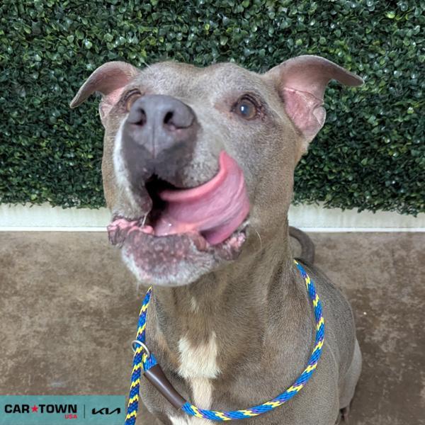 Draco, Adoptable, Senior Male Pit Bull Terrier.