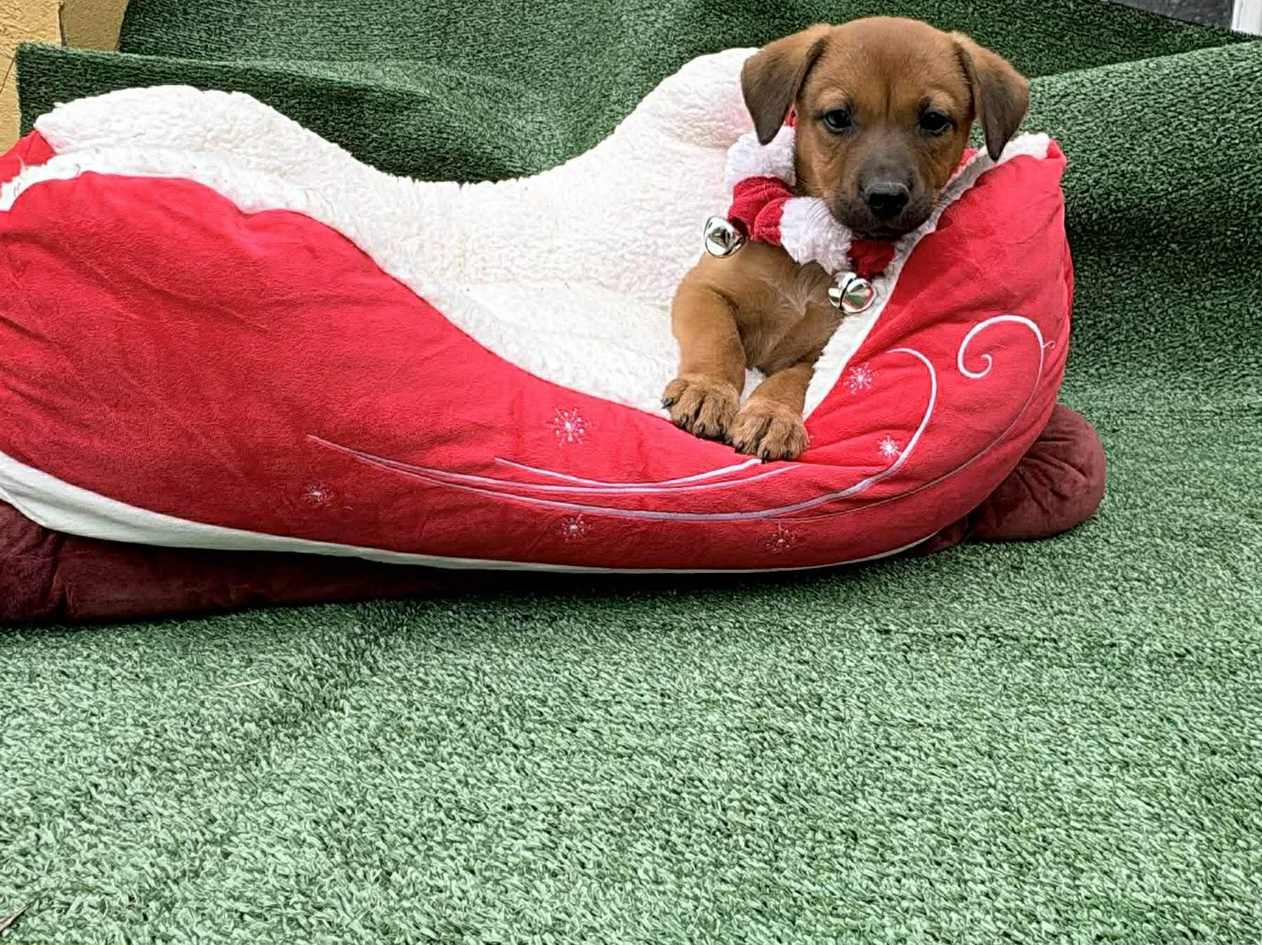 Laila, a ADOPTABLE mixed breed in Annandale, VA image 4/4