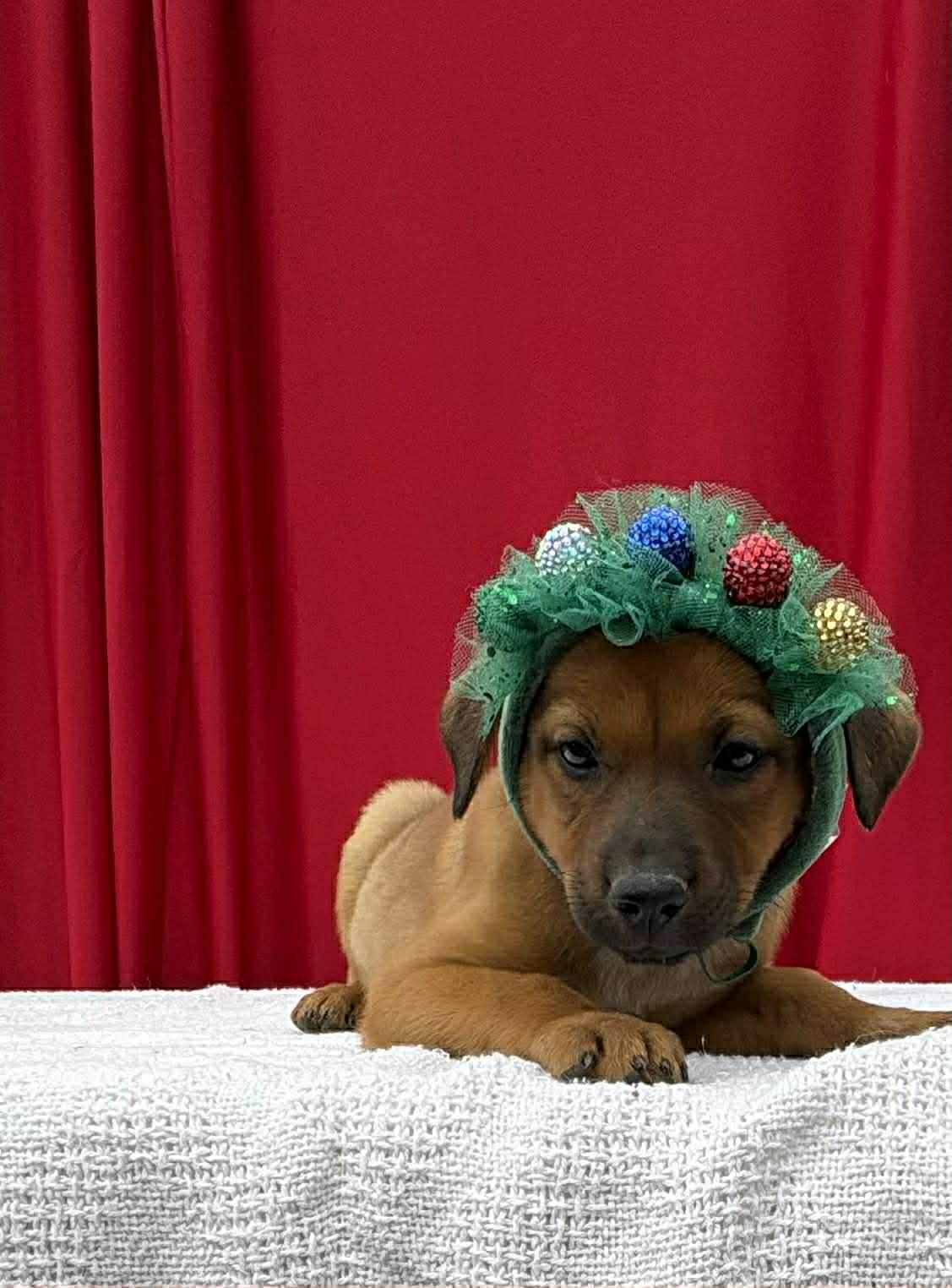 Laila, a ADOPTABLE mixed breed in Annandale, VA image 2/4