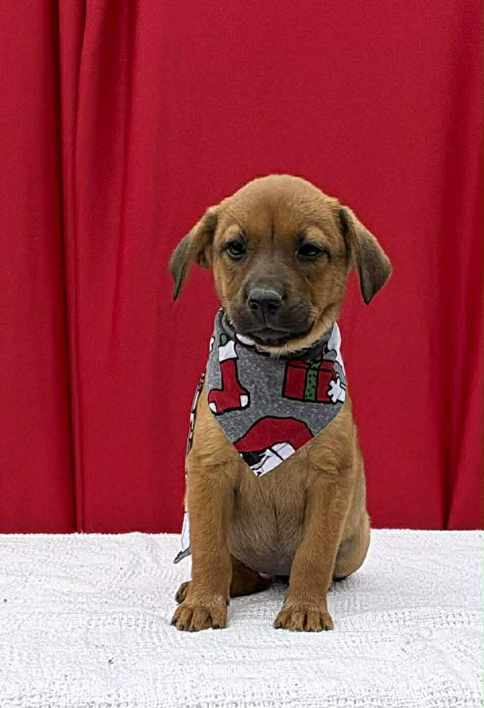 Laila, a ADOPTABLE mixed breed in Annandale, VA image 1/4