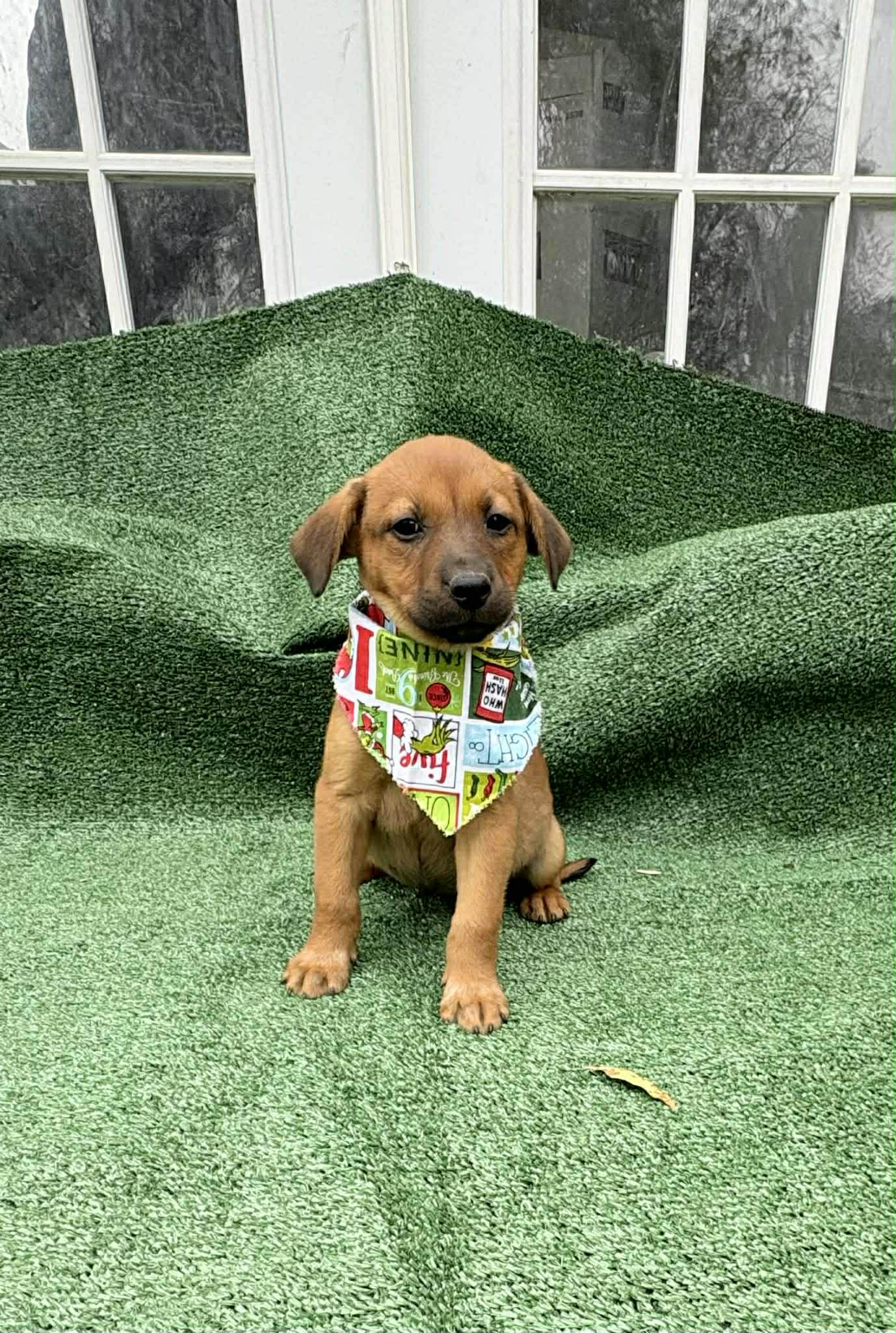 Laila, a ADOPTABLE mixed breed in Annandale, VA image 3/4