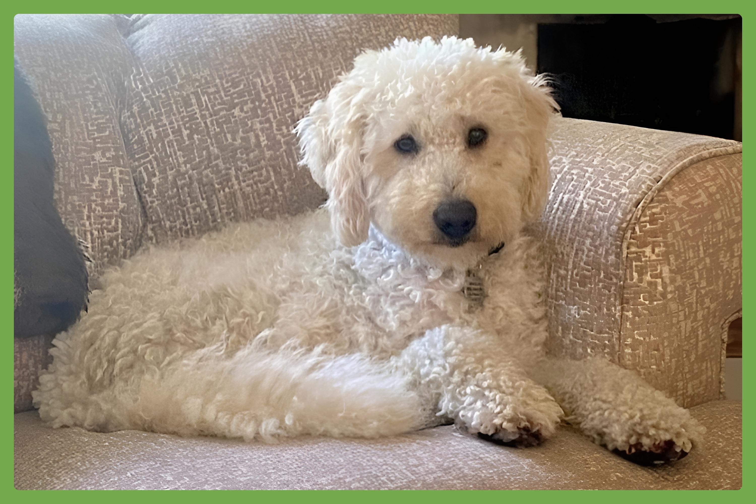 Teddy — thumbnail 3