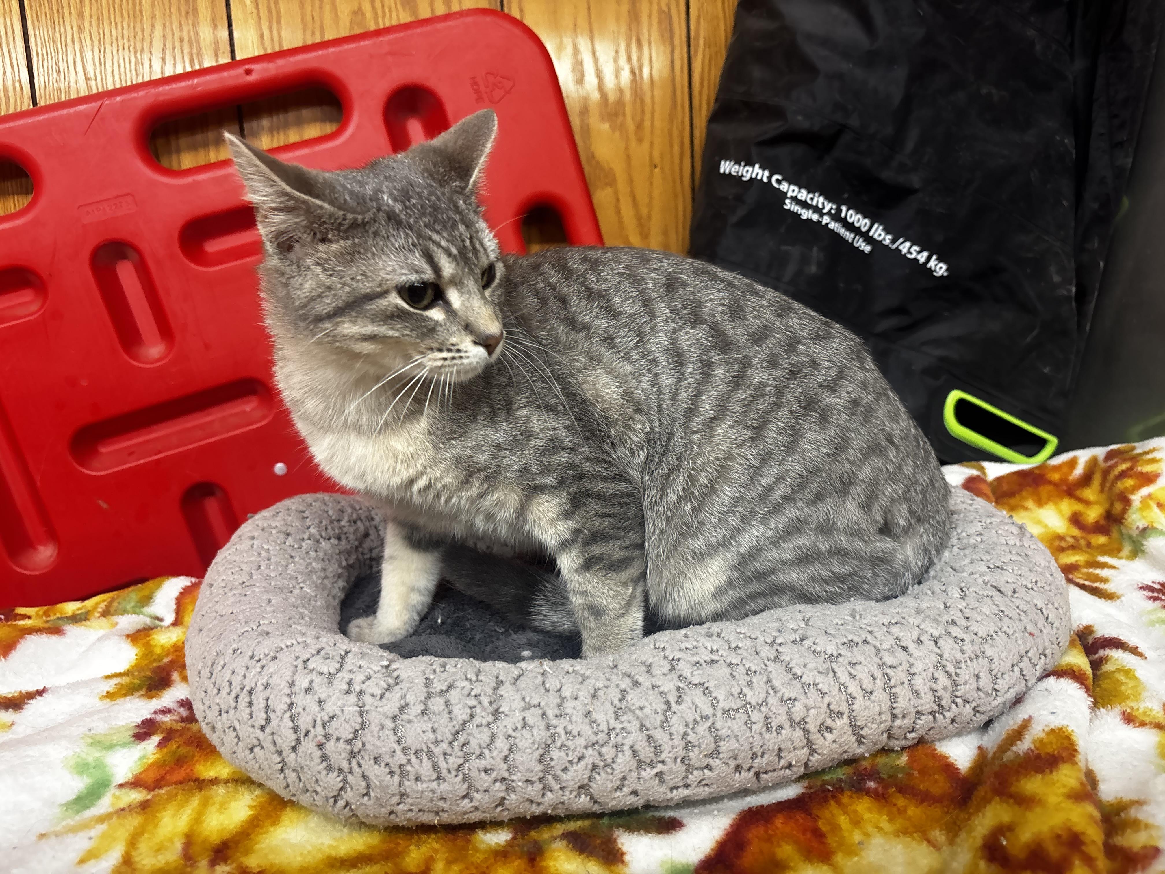 Enlarge Mylo, a ADOPTABLE Domestic Short Hair in Fort Madison, IA image 1/3