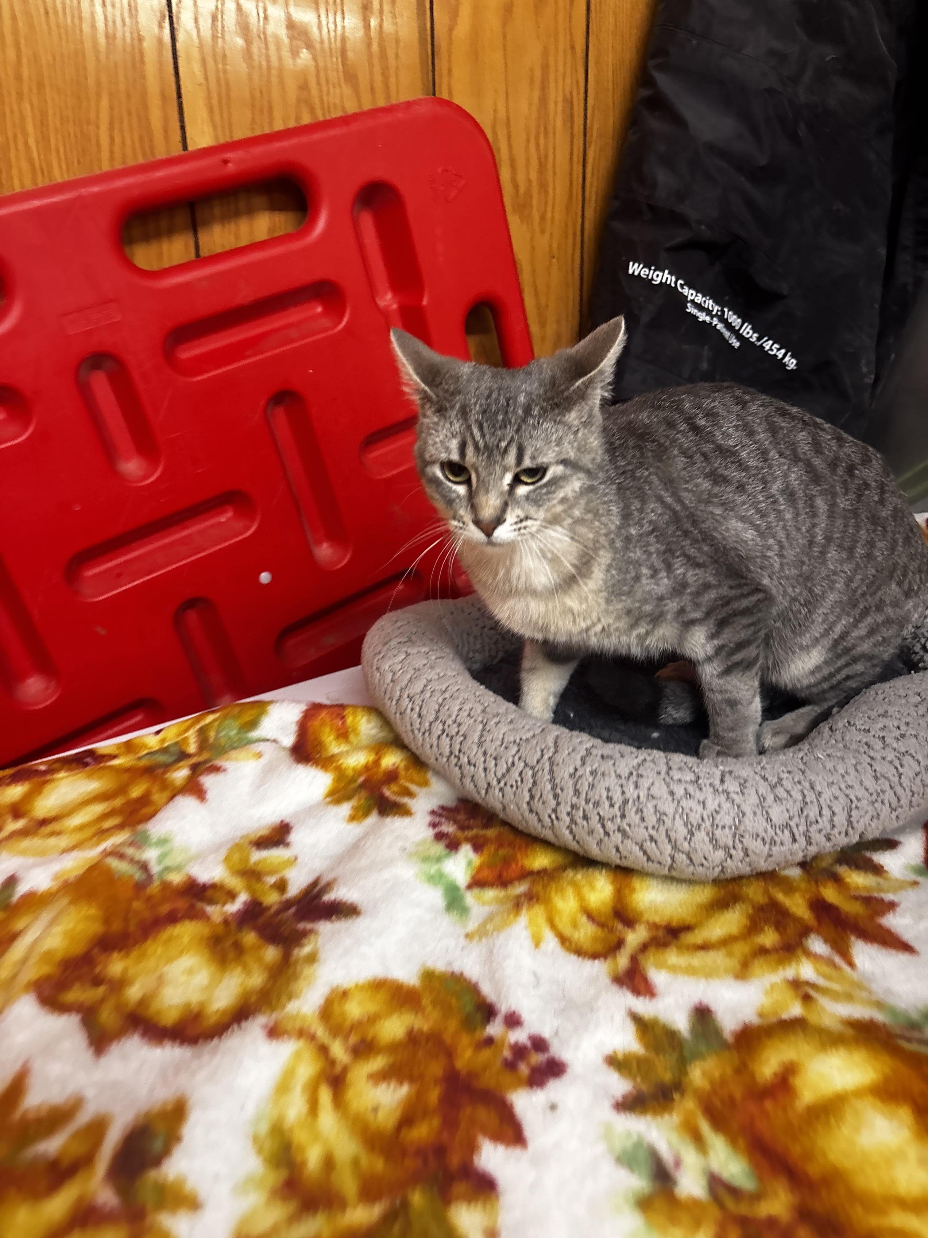 Enlarge Mylo, a ADOPTABLE Domestic Short Hair in Fort Madison, IA image 2/3