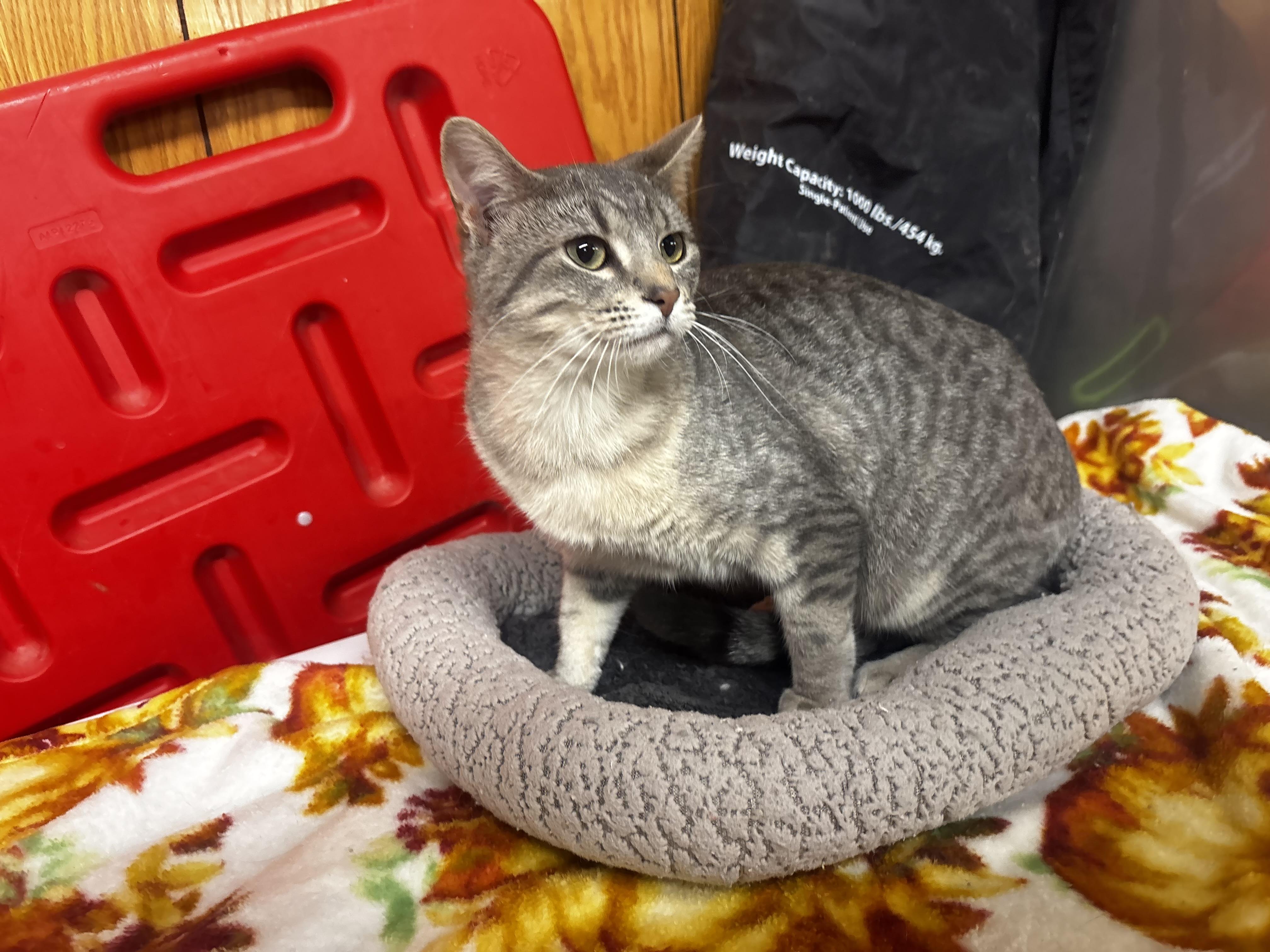 Enlarge Mylo, a ADOPTABLE Domestic Short Hair in Fort Madison, IA image 3/3