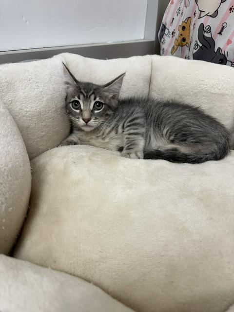 Martini, Adoptable, Kitten Female Tabby.