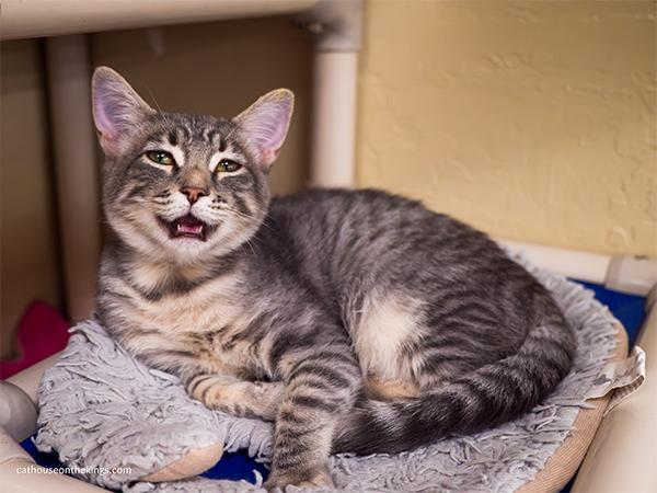 Enlarge Martini, a Adoptable Tabby in Parlier, CA image 2/6