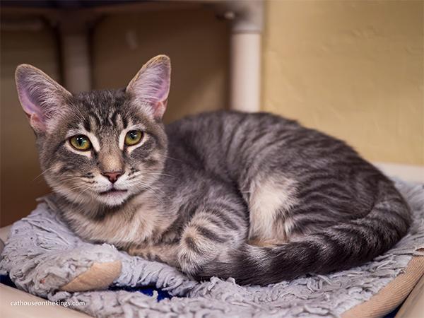 Enlarge Martini, a Adoptable Tabby in Parlier, CA image 3/6