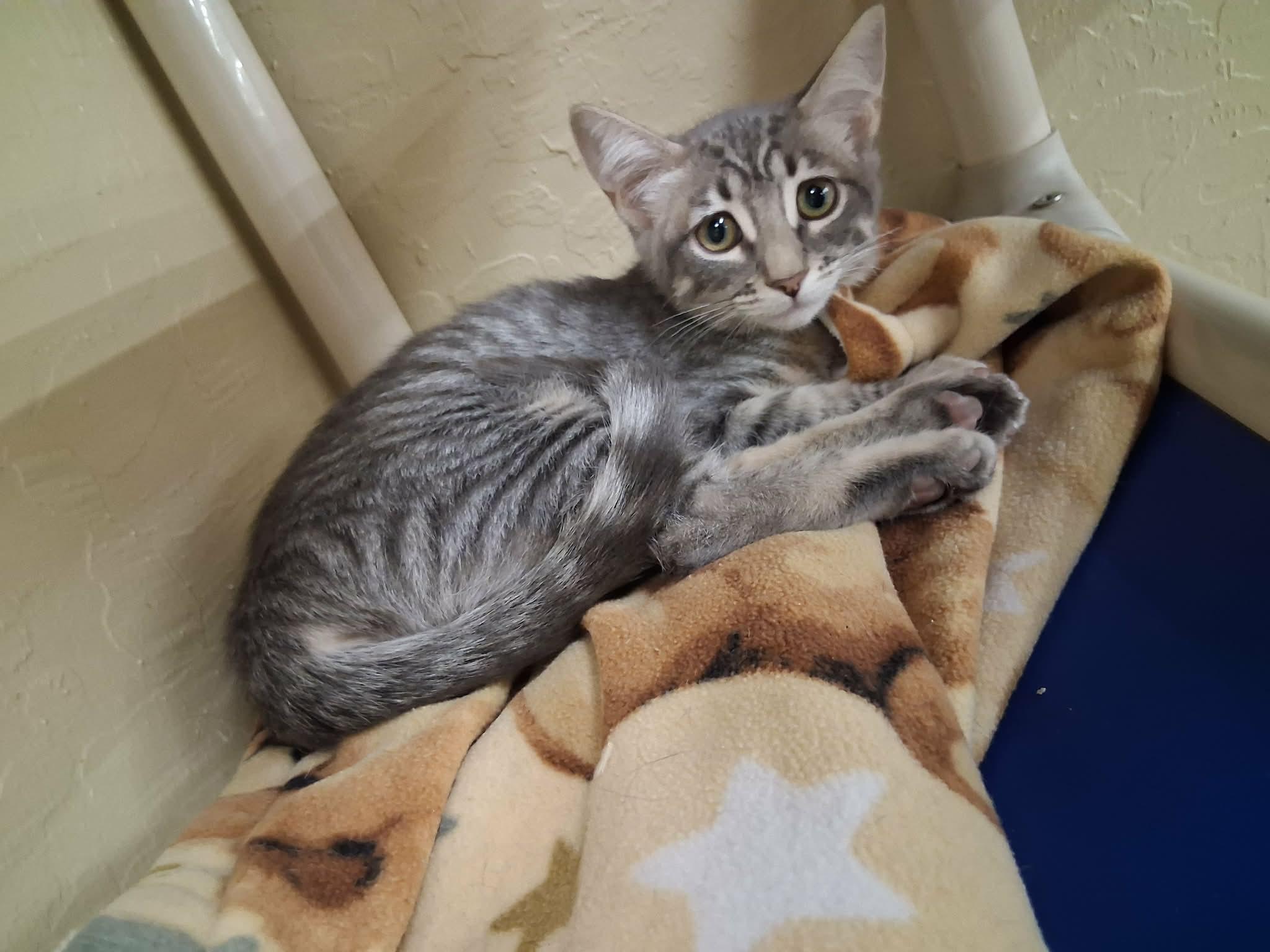 Enlarge Martini, a Adoptable Tabby in Parlier, CA image 4/6