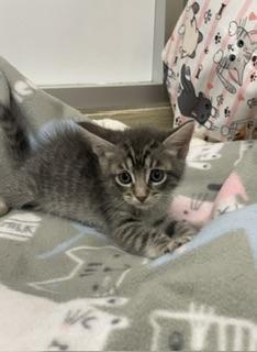 Enlarge Martini, a Adoptable Tabby in Parlier, CA image 5/6